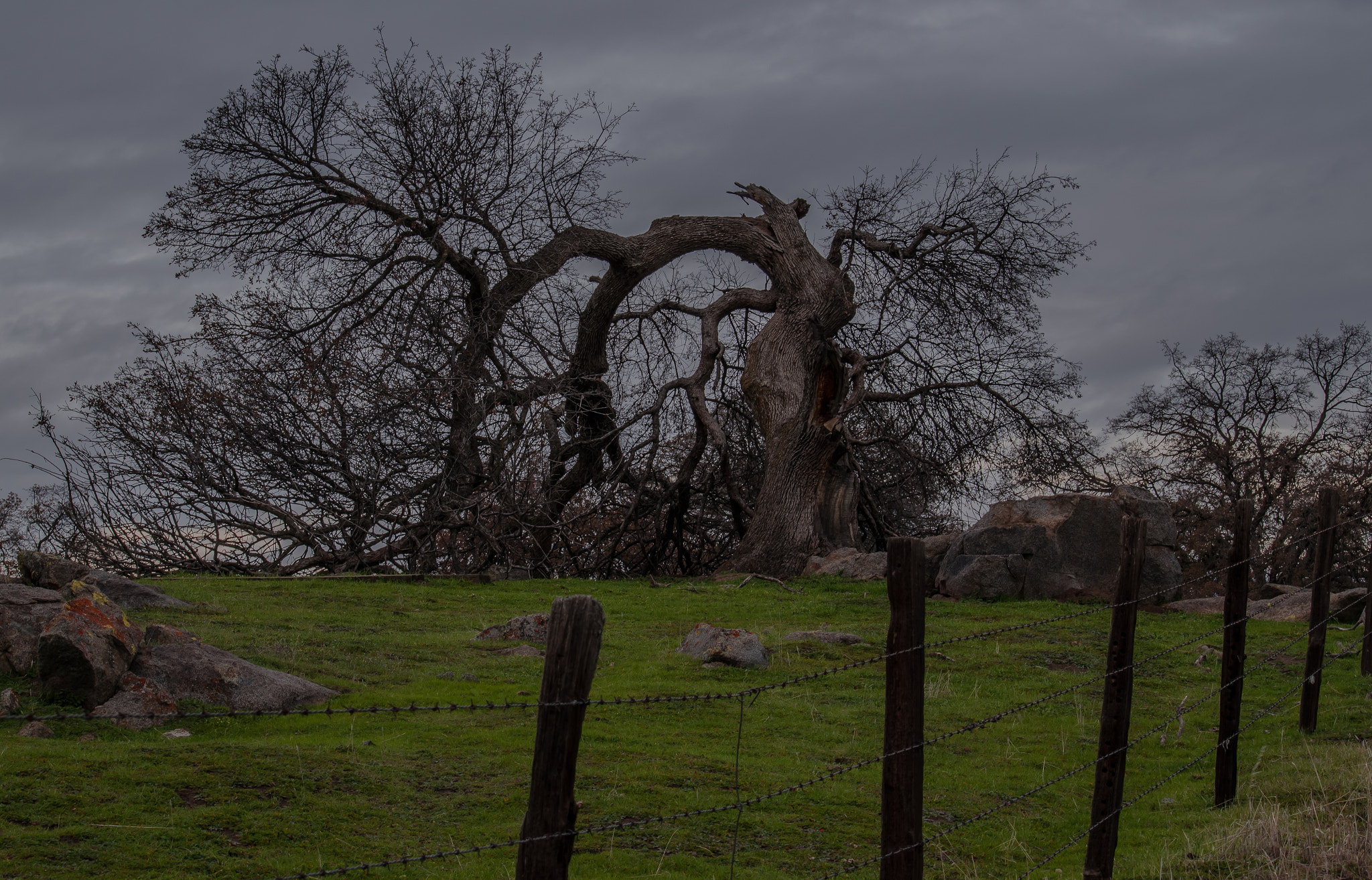 Nikon D5500 sample photo. Bent but not broken photography