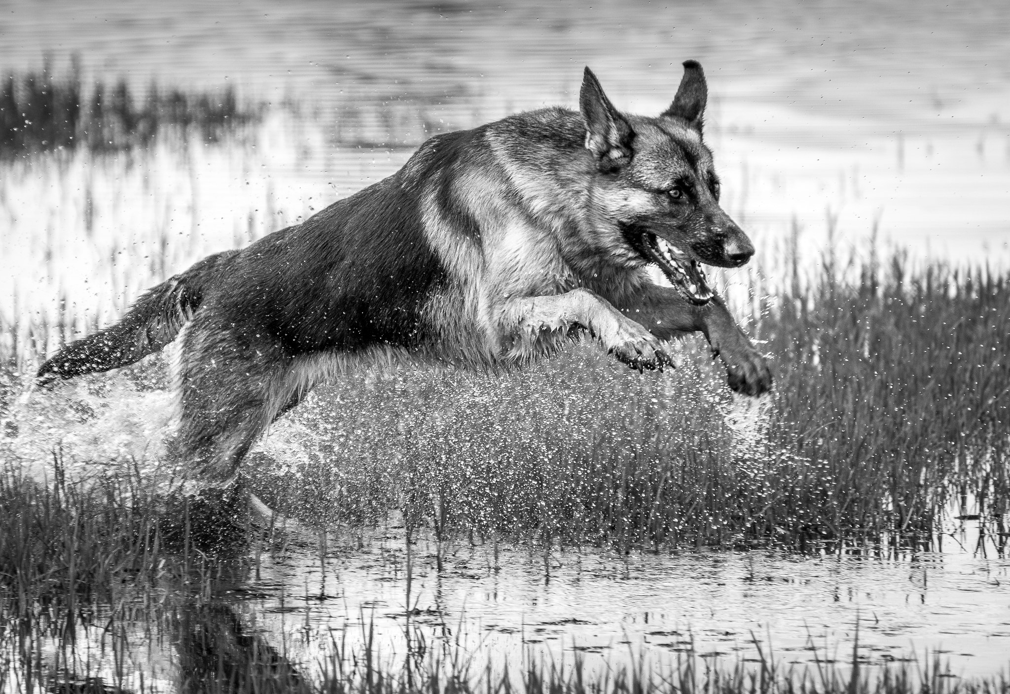 Nikon D7200 sample photo. German shepherd leaping photography