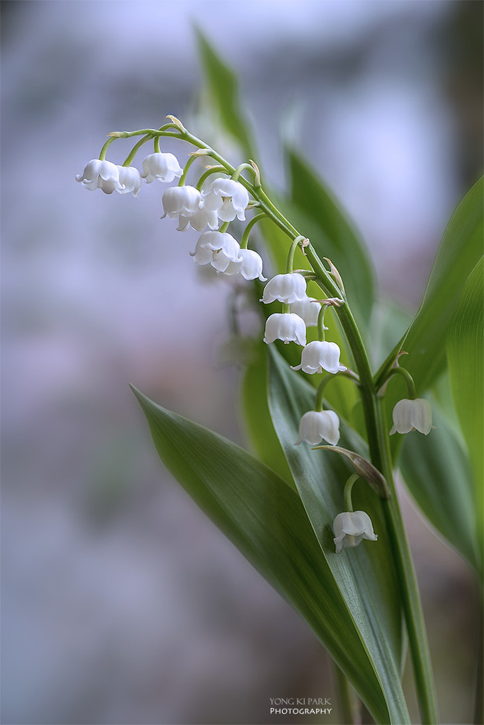 Pentax smc D-FA 100mm F2.8 Macro WR sample photo. Into the spring-4 photography