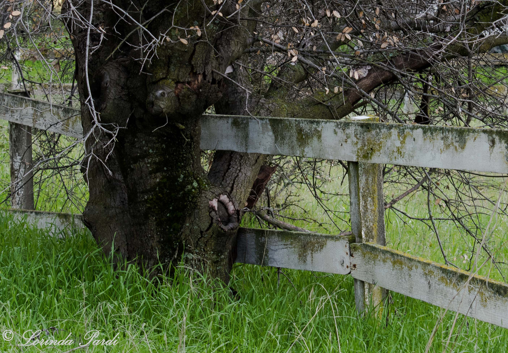 Nikon D5500 sample photo. Hole in one photography