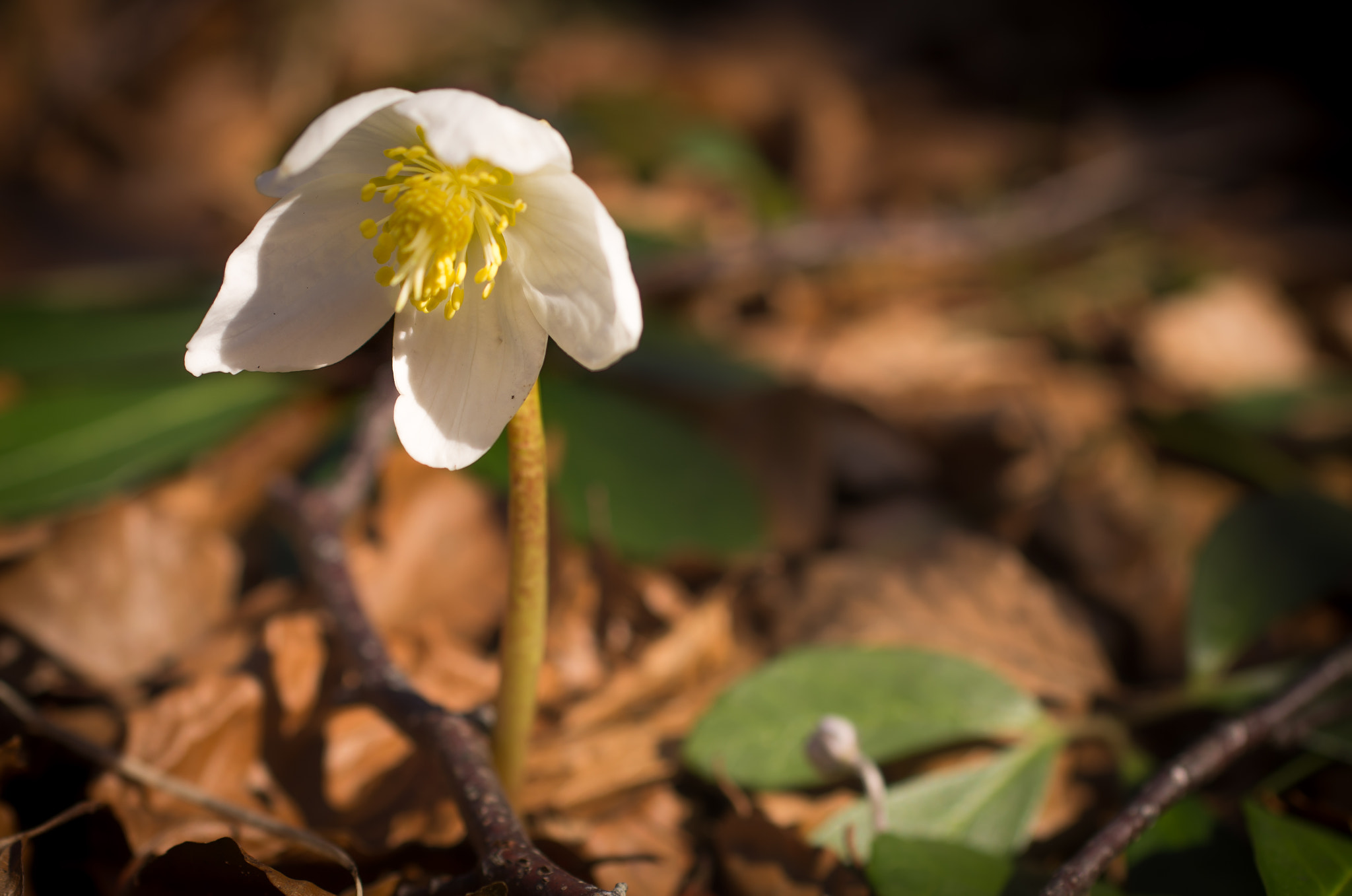 Pentax K-5 sample photo. Christmas rose photography