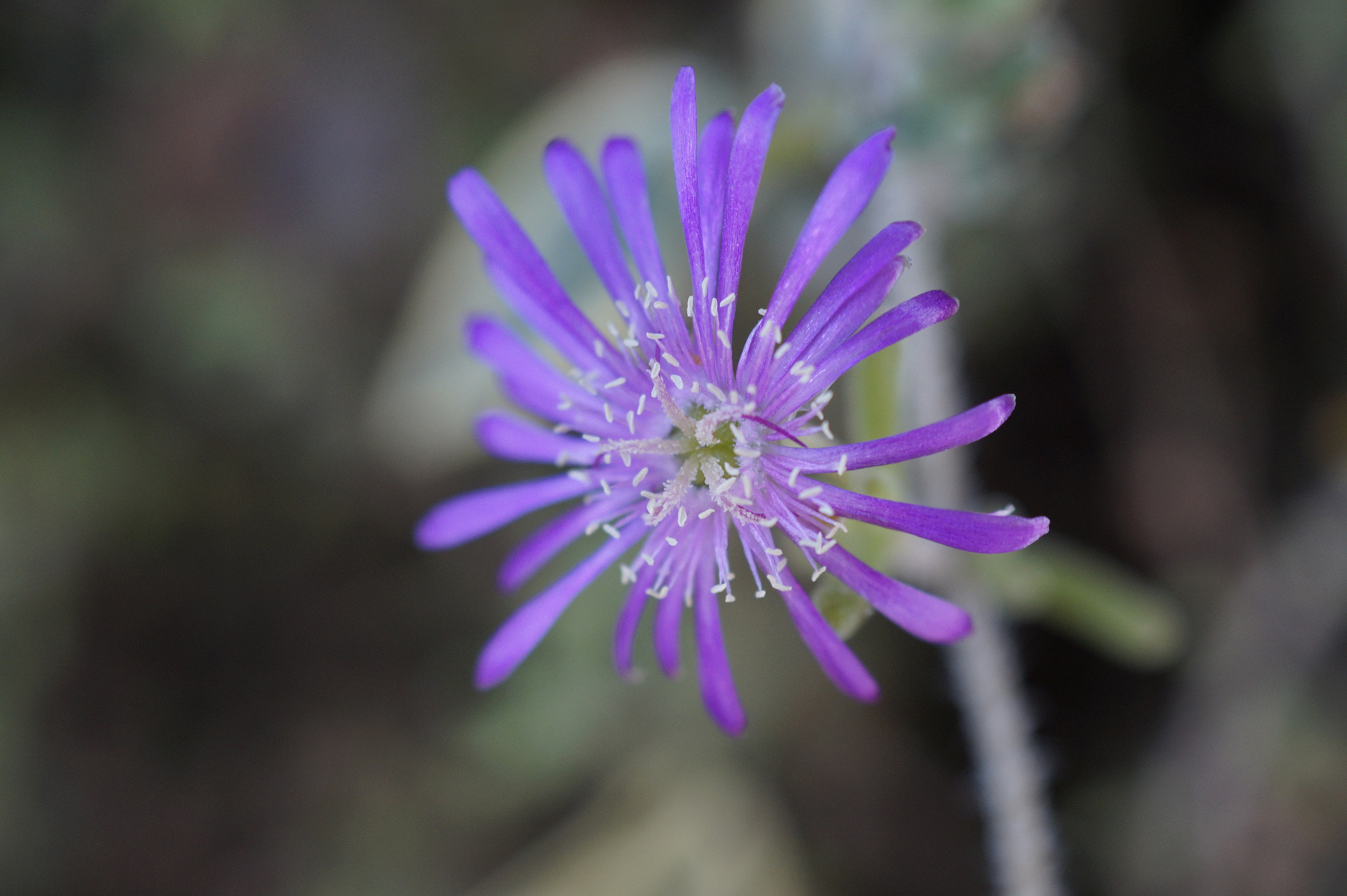 Sony SLT-A58 + Sony DT 30mm F2.8 Macro SAM sample photo. Justamente ahora photography