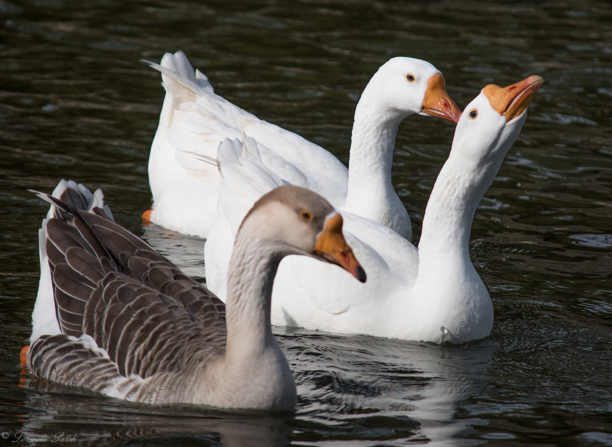 Nikon D5500 sample photo. Birds of a feather lp photography