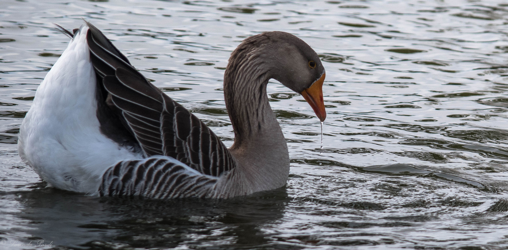 Nikon D5500 sample photo. Drooling lp photography
