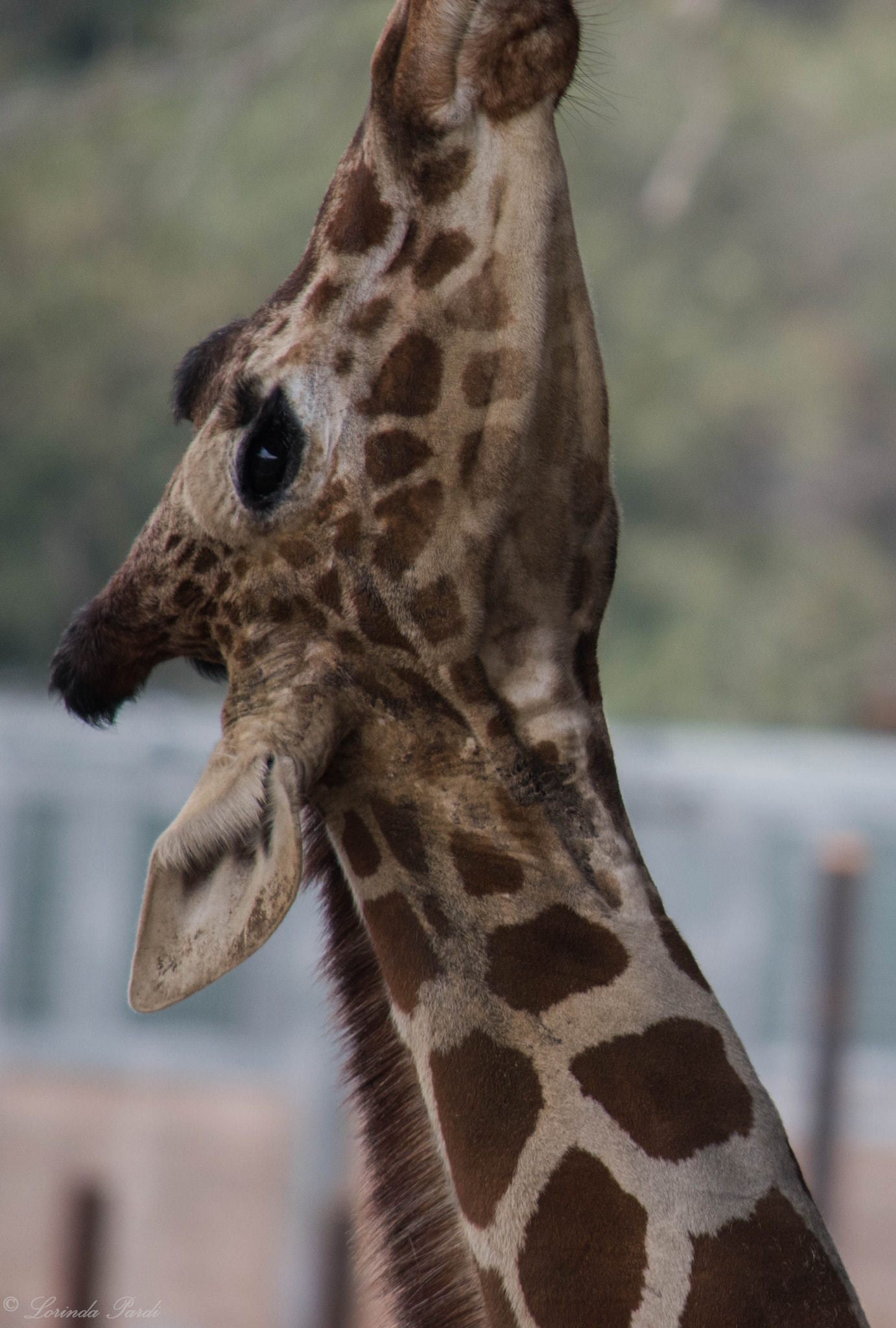 Nikon D5500 sample photo. Stretch lp photography