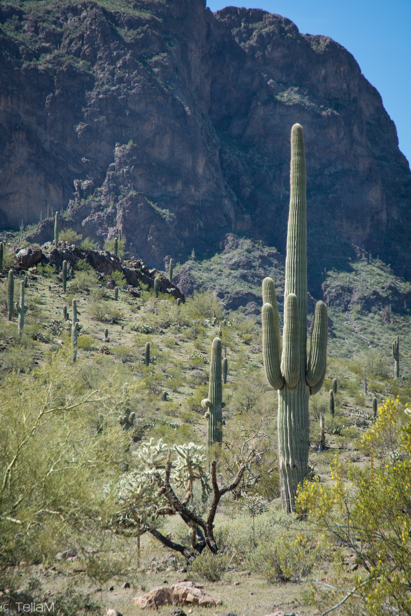 Nikon D7100 sample photo. Saguaro cactus, arizona photography