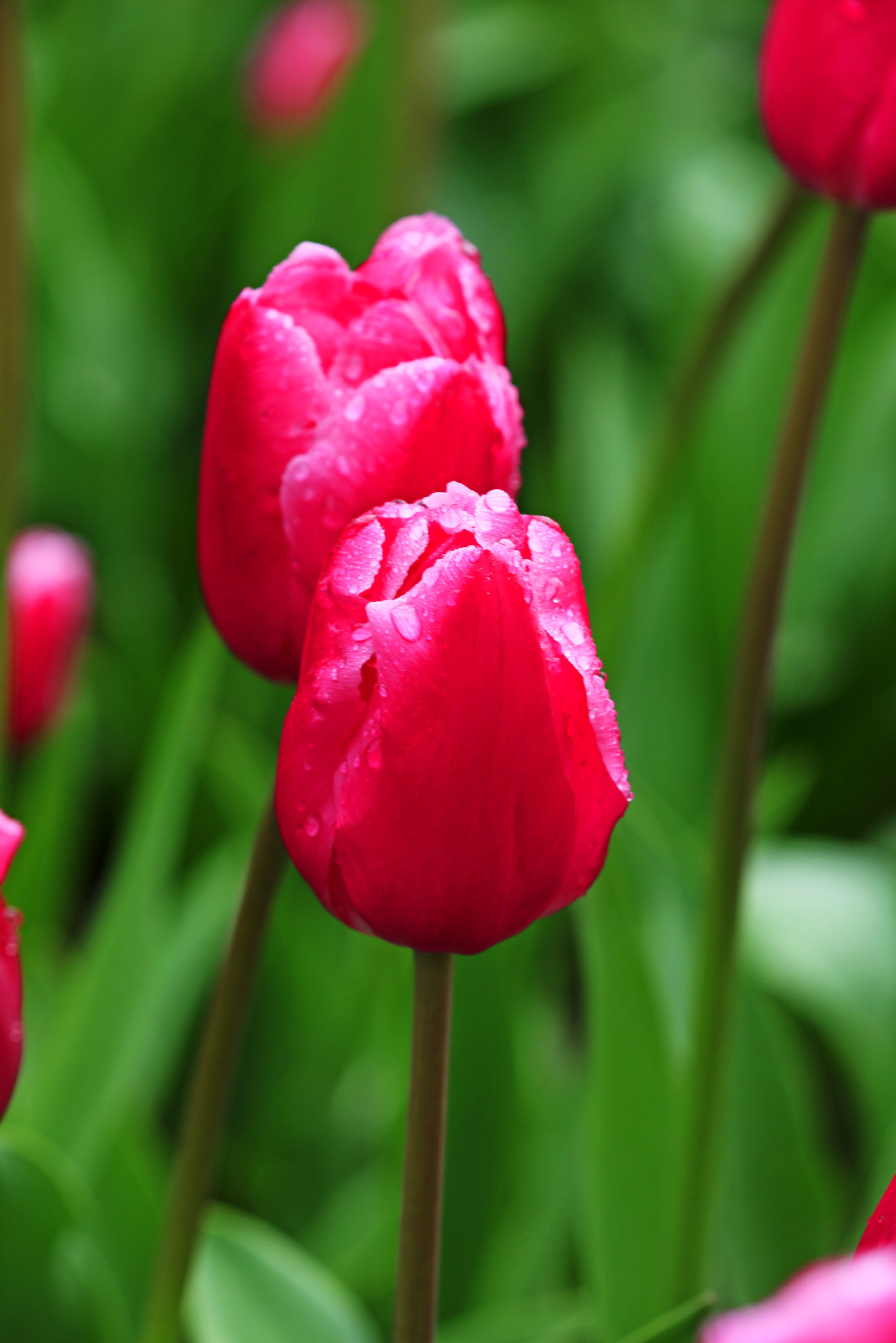 Canon EOS 5DS R sample photo