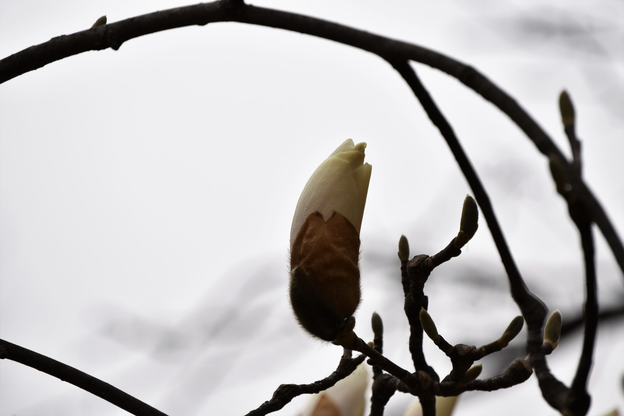 Nikon D5500 sample photo. Start photography