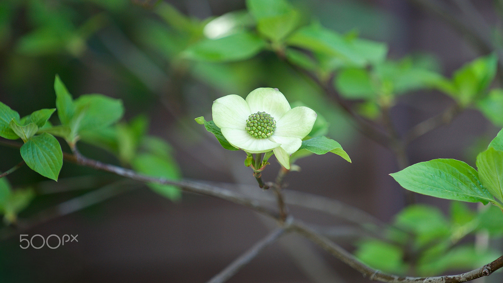 Sony a7S II + Sony FE 70-200mm F4 G OSS sample photo. All i got photography