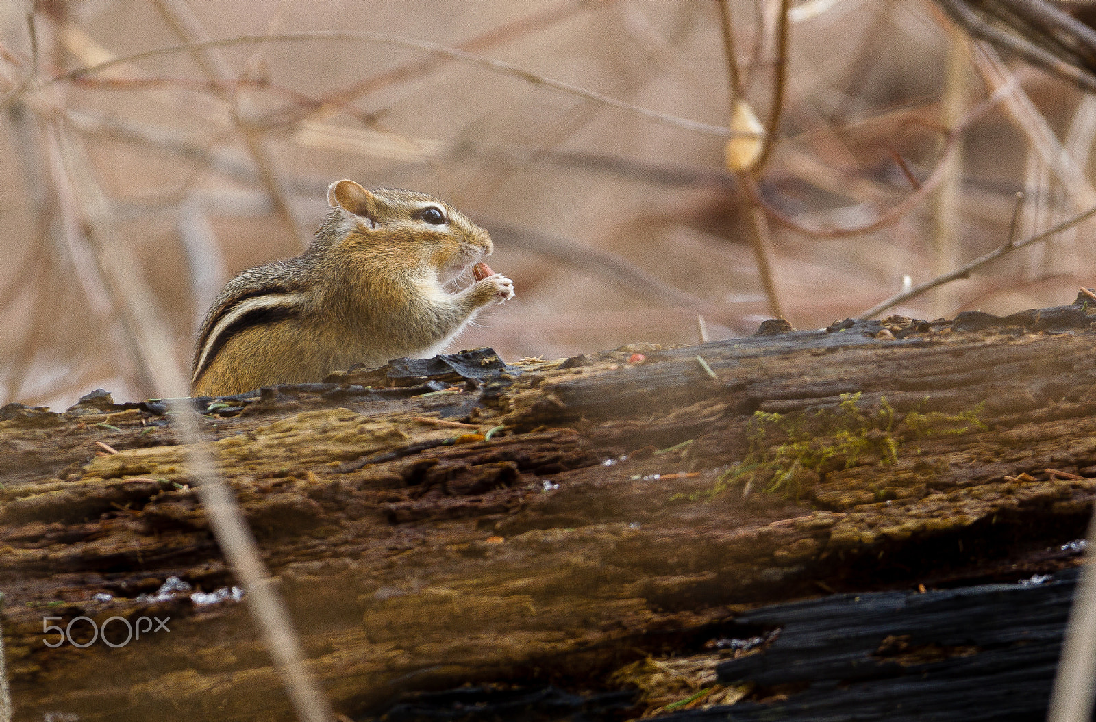 Canon EF 300mm F2.8L IS USM sample photo. The chipmunk photography