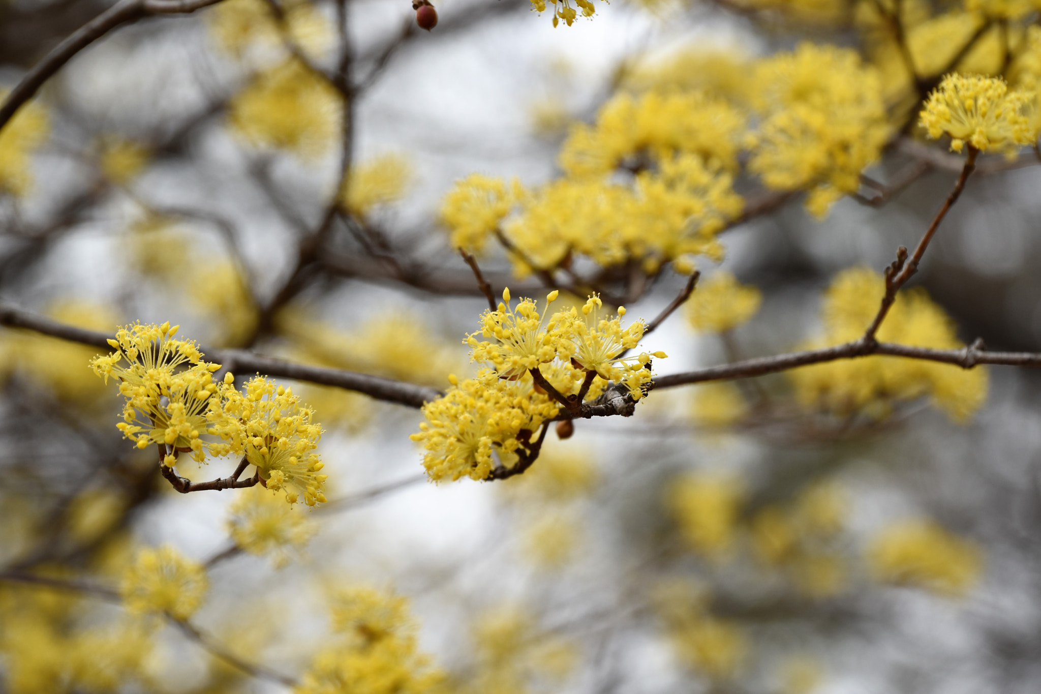Nikon D5500 sample photo. Yellow photography
