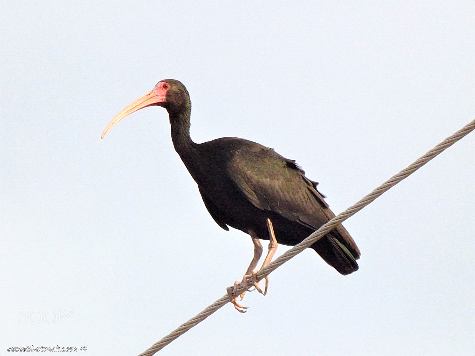 FujiFilm FinePix S4000 (FinePix S4050) sample photo. Zamurita - ibis afeitado - (phimosus infuscatus) photography