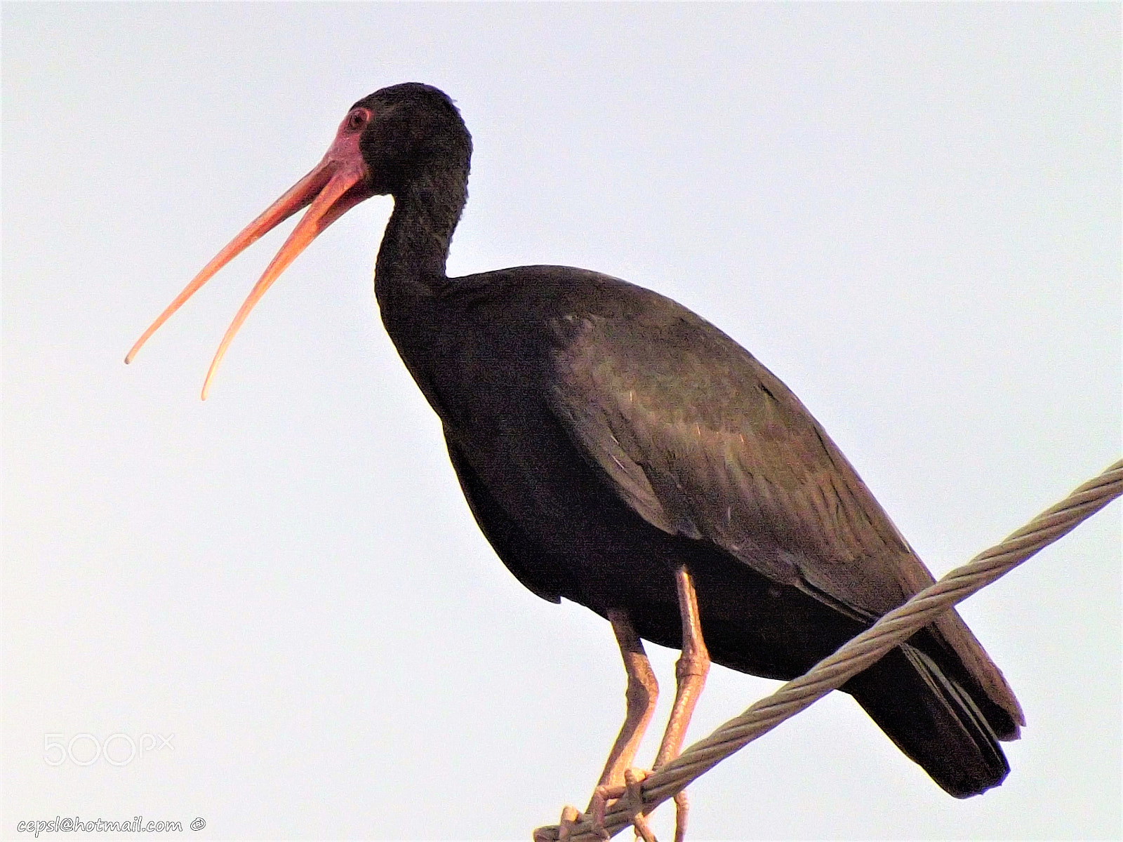 FujiFilm FinePix S4000 (FinePix S4050) sample photo. Zamurita - ibis afeitado - (phimosus infuscatus) photography