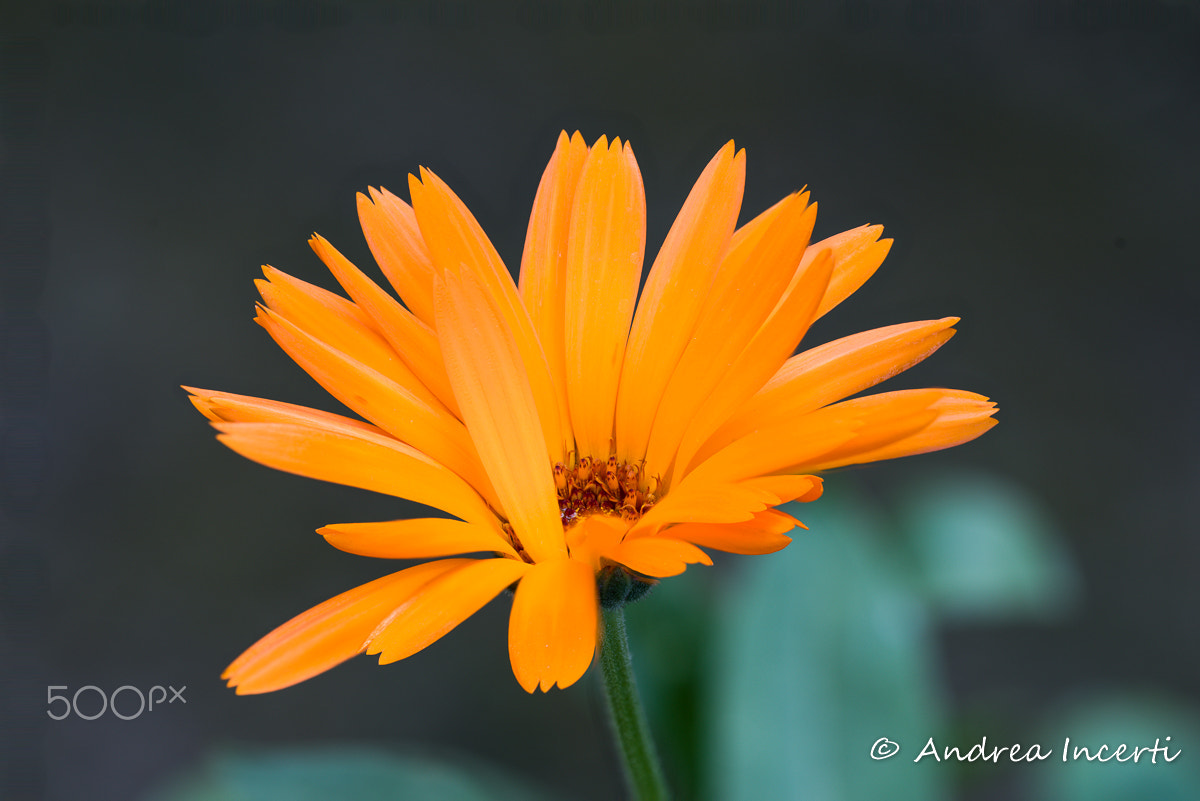 Nikon D810 + Sigma 150mm F2.8 EX DG OS Macro HSM sample photo. Calendula officinalis photography