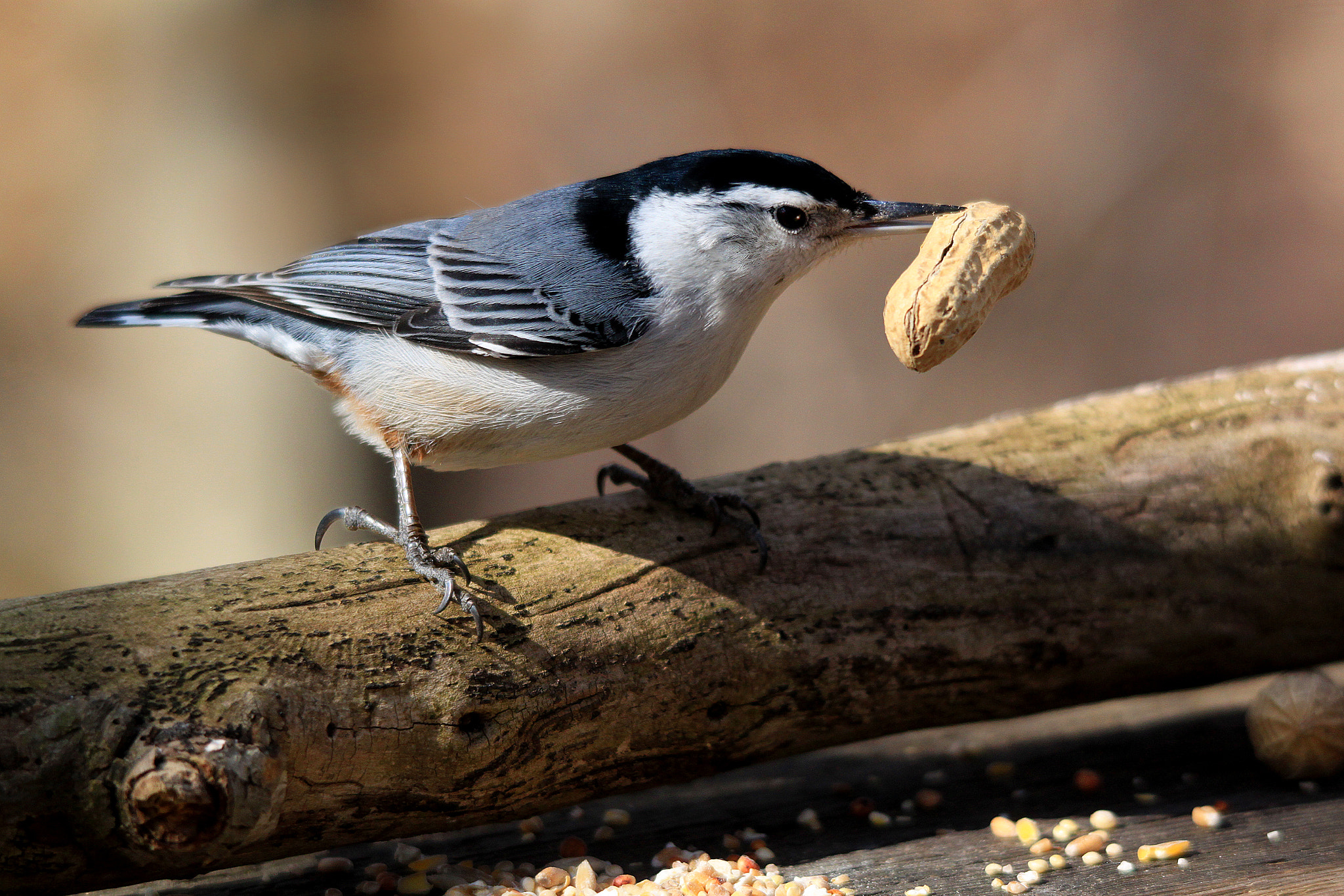 Canon EOS 500D (EOS Rebel T1i / EOS Kiss X3) sample photo. Nuthatch with nut photography