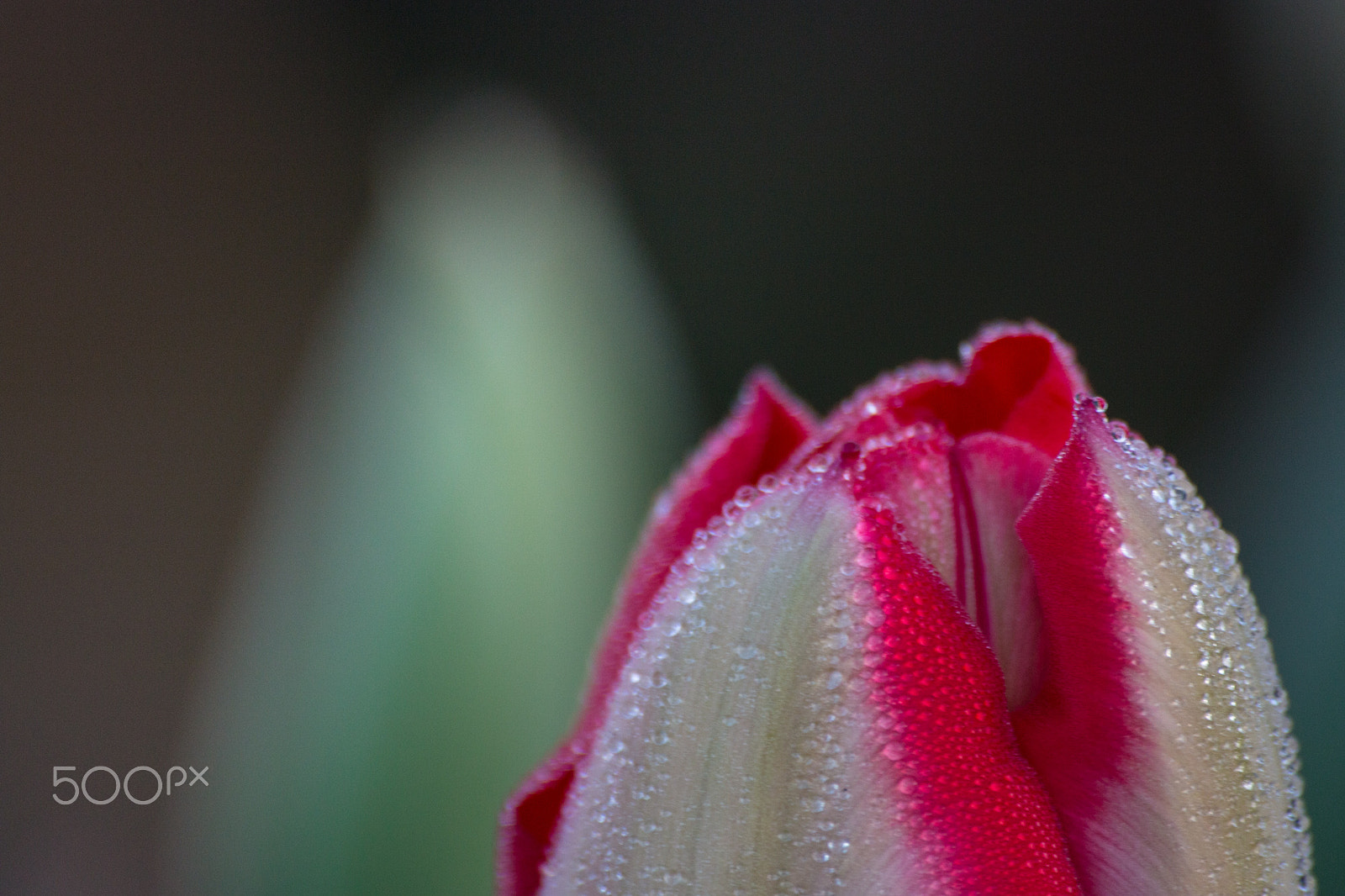 Canon EOS 70D + Sigma 50-200mm F4-5.6 DC OS HSM sample photo. Tulip photography