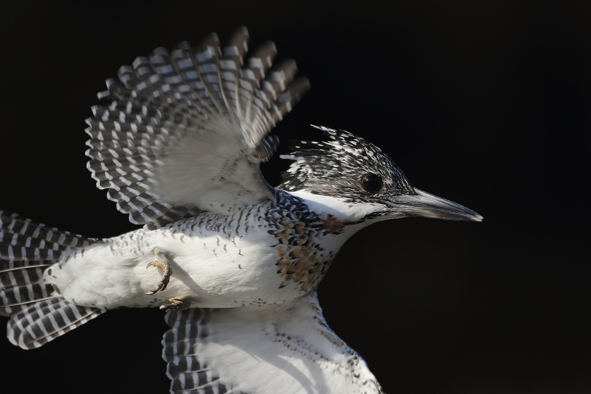 Canon EF 500mm F4L IS USM sample photo. Megaceryle lugubris photography