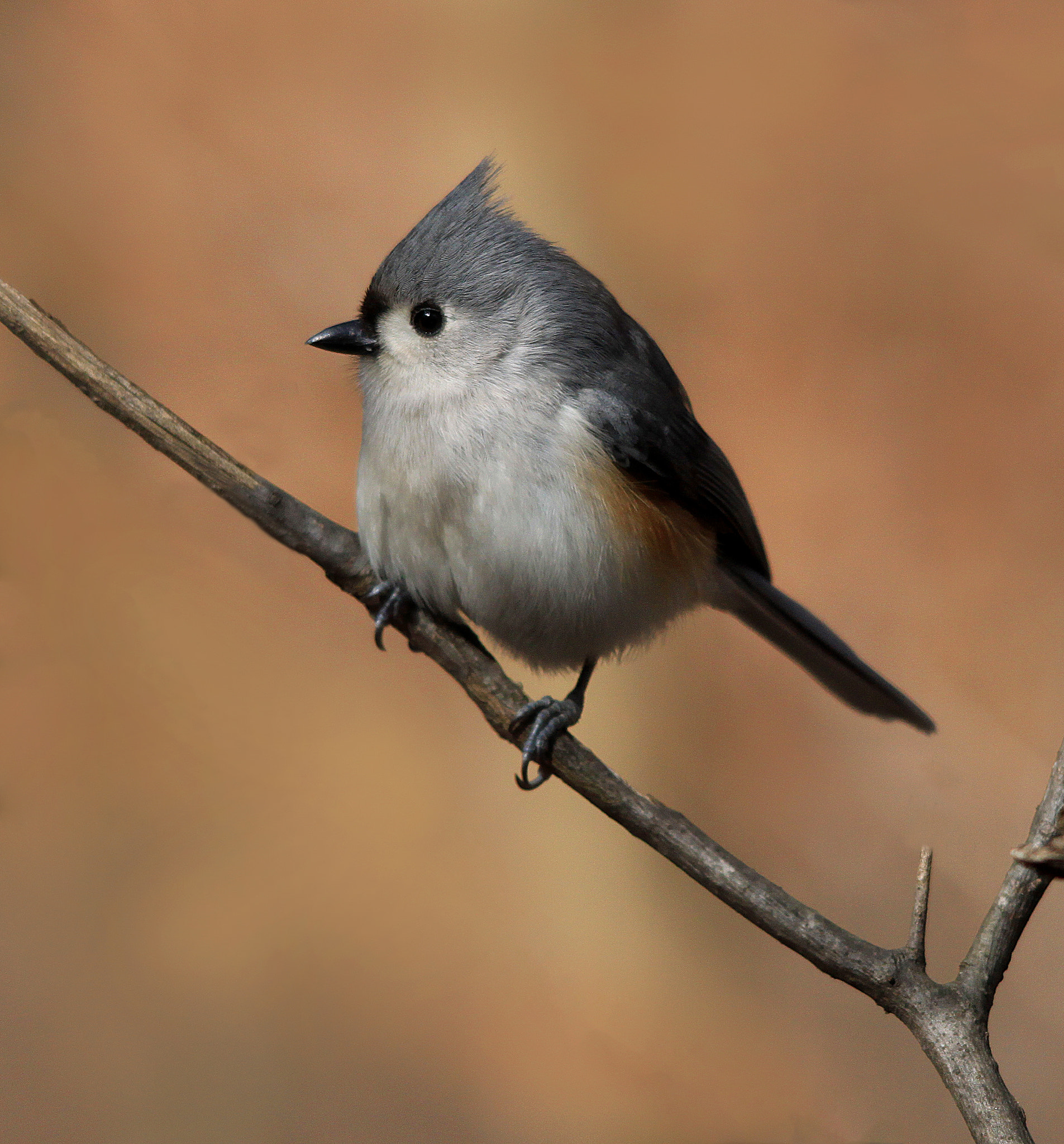 Sigma 150-500mm F5-6.3 DG OS HSM sample photo. Titmouse on branch photography