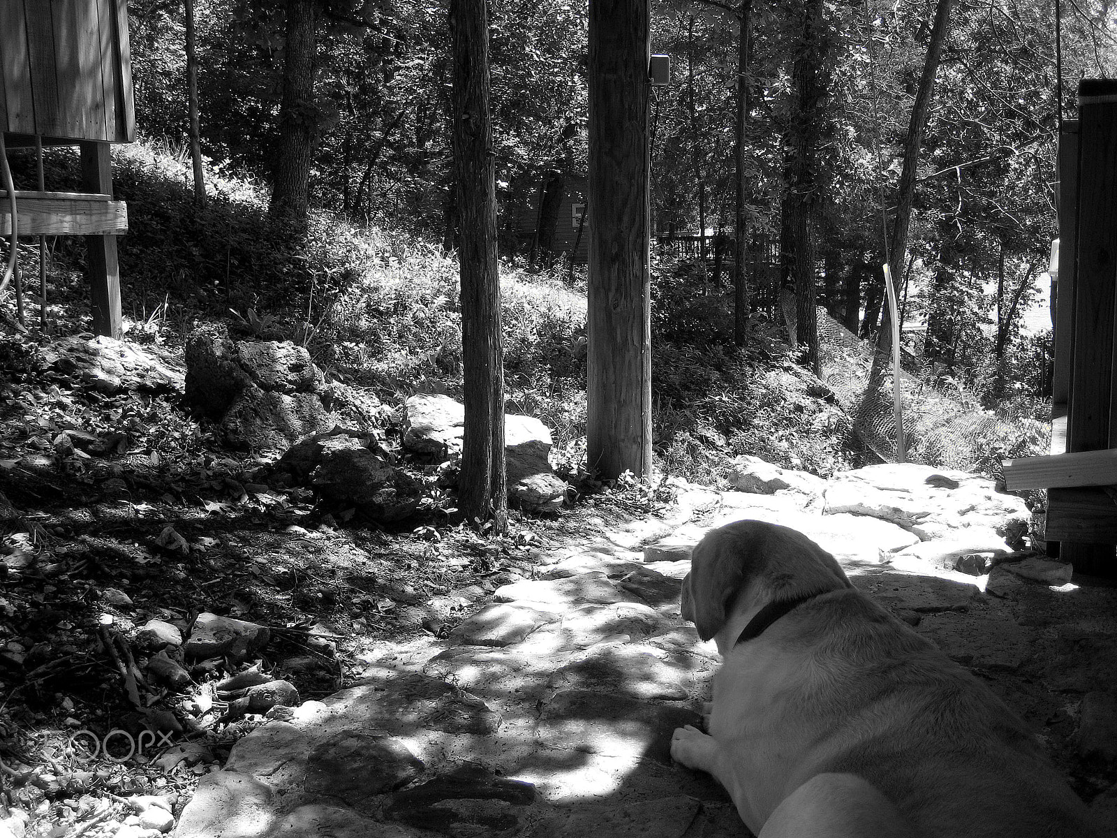 Canon POWERSHOT SD1000 sample photo. Dog days of summer photography