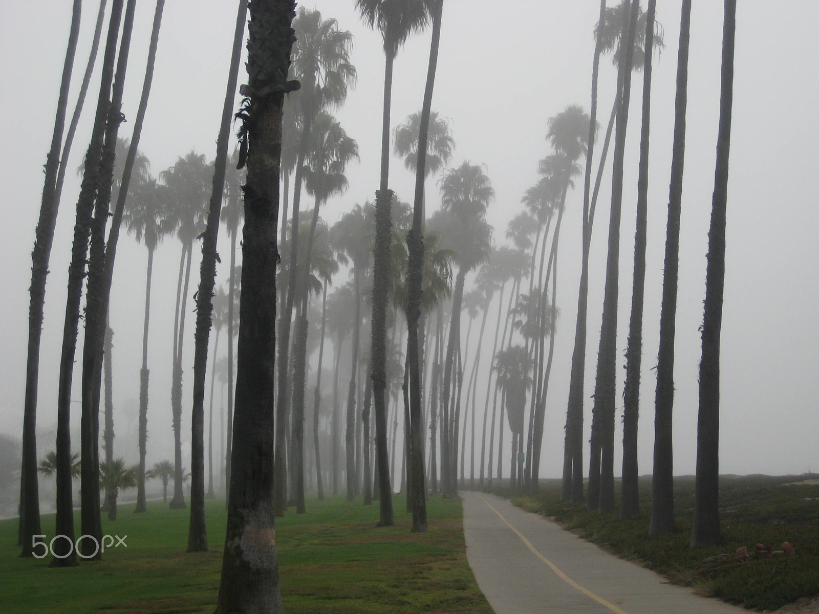 Canon POWERSHOT SD1000 sample photo. Foggy trees photography