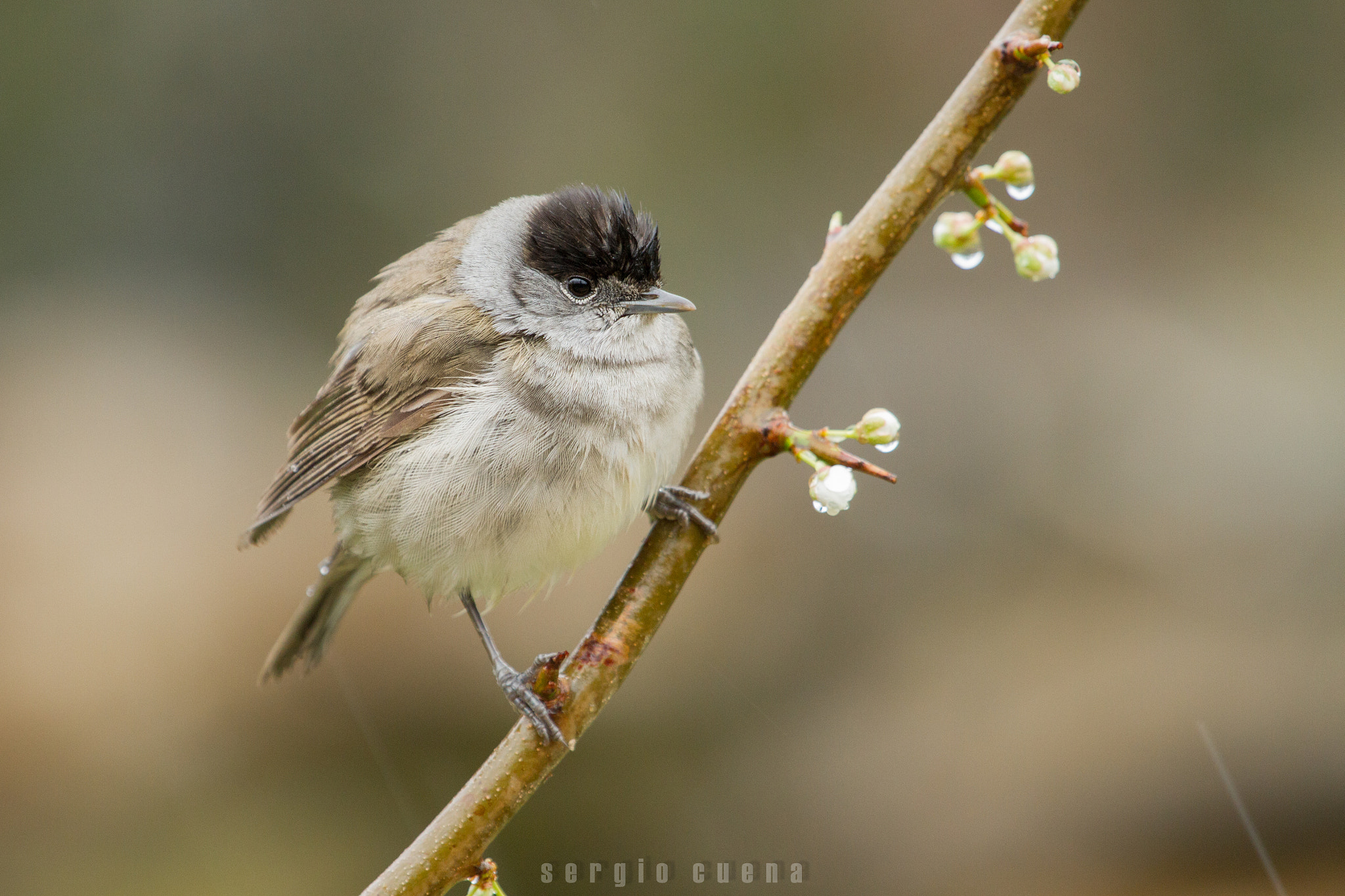 Canon EF 100-400mm F4.5-5.6L IS USM sample photo. Curruca capirotada, blackcap (sylvia atricapilla) photography
