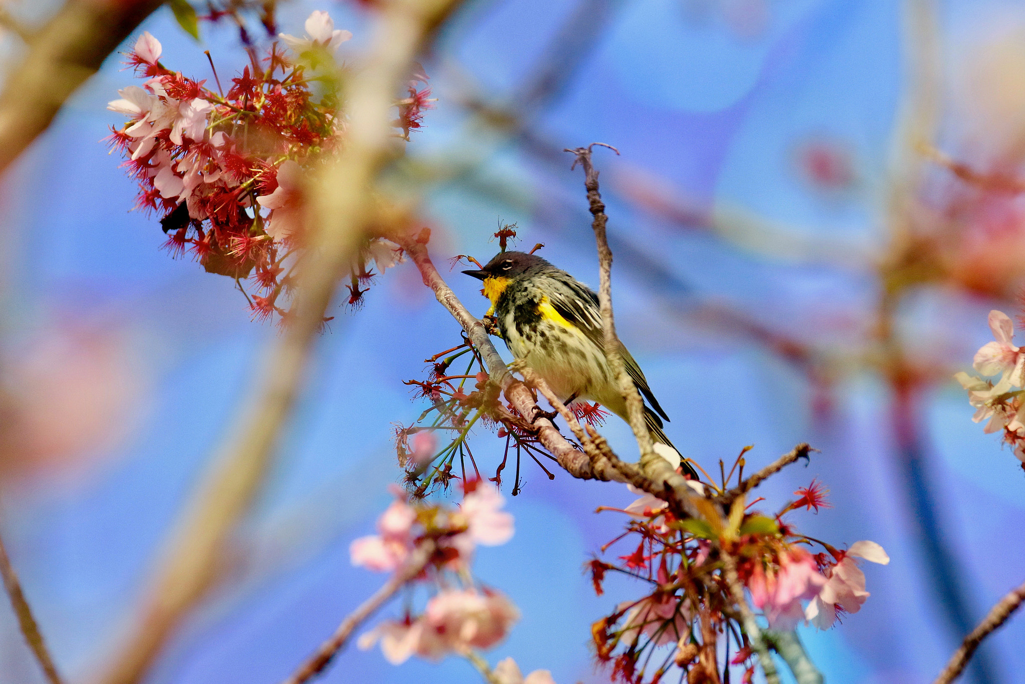 Sigma 150mm f/2.8 EX DG OS HSM APO Macro sample photo. Hide and seek photography