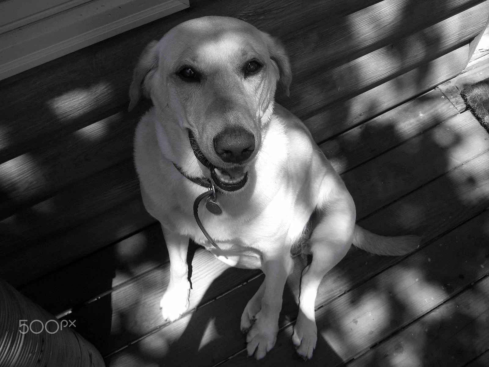 Canon POWERSHOT SD1000 sample photo. Silly dog photography