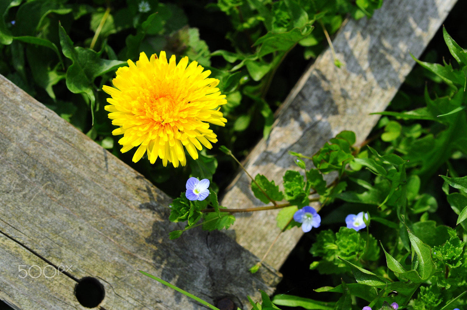 Nikon D90 + Nikon AF Micro-Nikkor 60mm F2.8D sample photo. Spring is coming photography