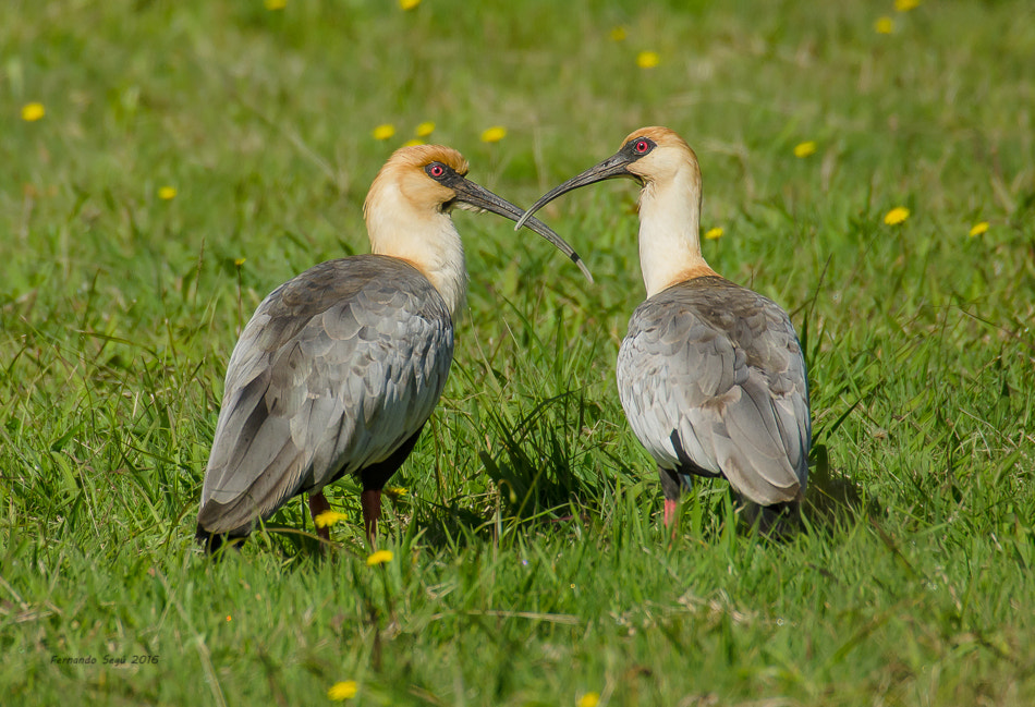 Nikon D7000 + Sigma 50-500mm F4.5-6.3 DG OS HSM sample photo. Xxtw photography