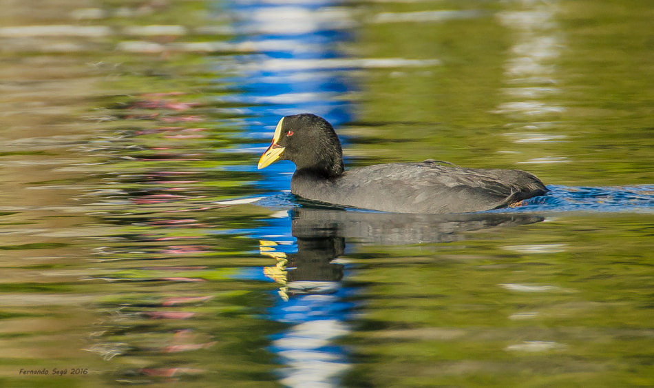 Sigma 50-500mm F4.5-6.3 DG OS HSM sample photo. Xxtw photography