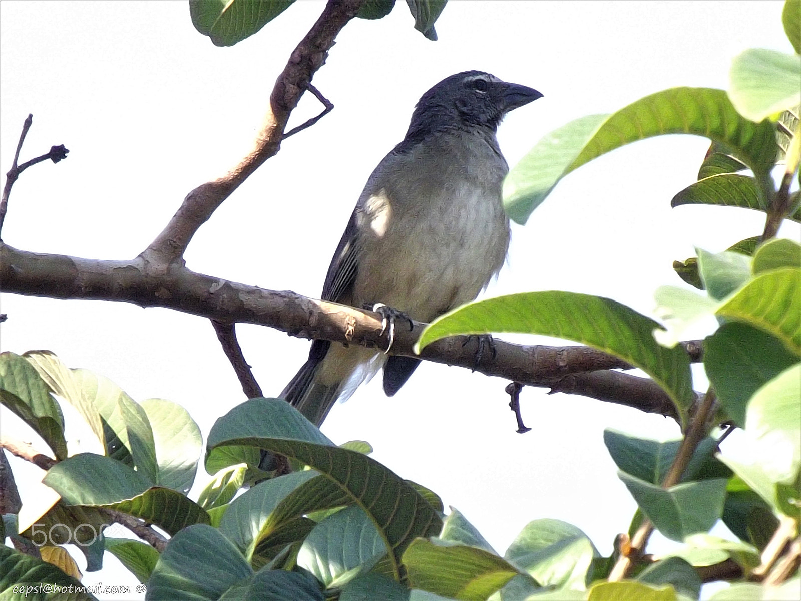 FujiFilm FinePix S4000 (FinePix S4050) sample photo. Lechosero ajisero (saltator coerulescens) photography