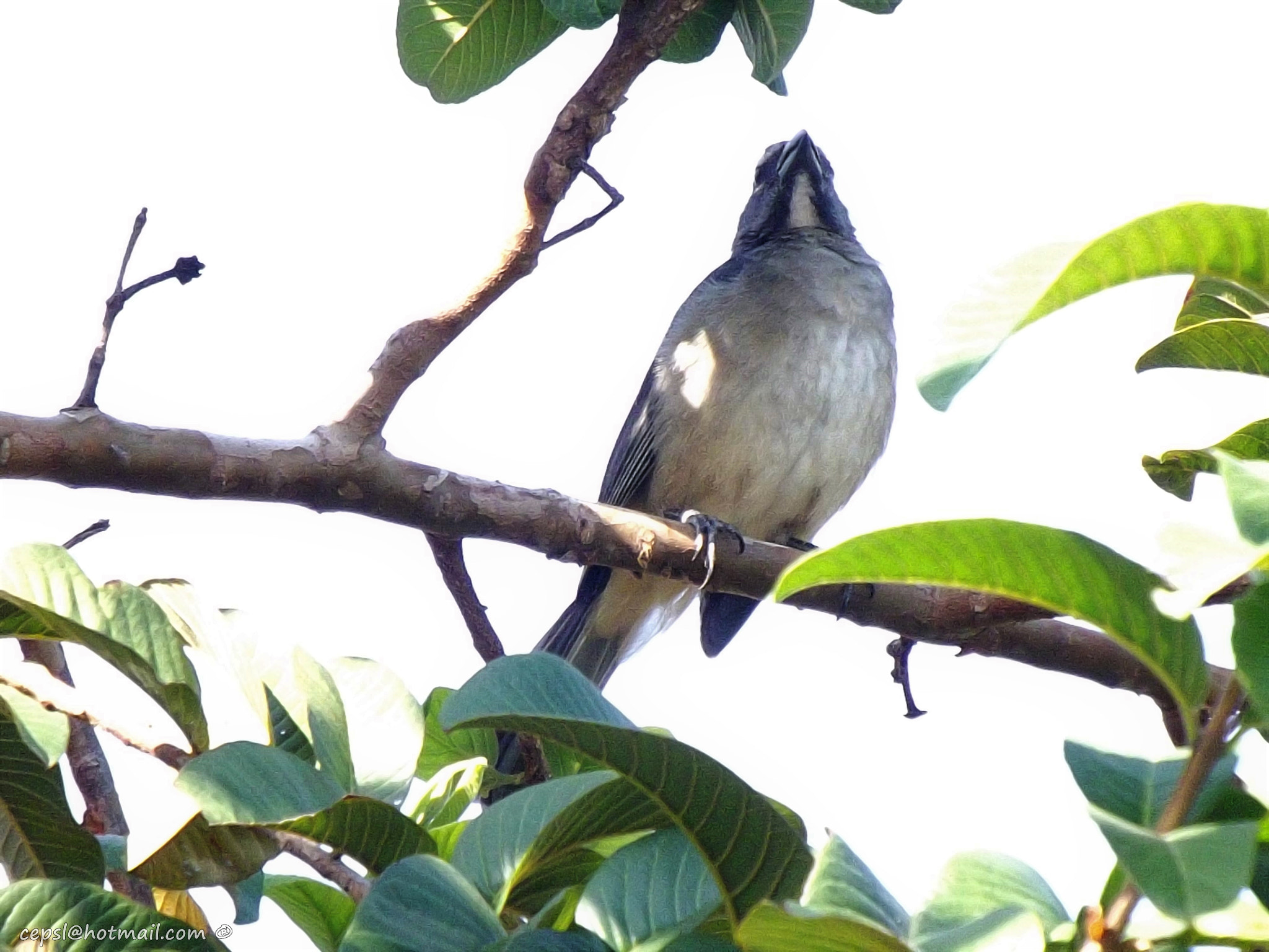 FujiFilm FinePix S4000 (FinePix S4050) sample photo. Lechosero ajisero (saltator coerulescens) photography