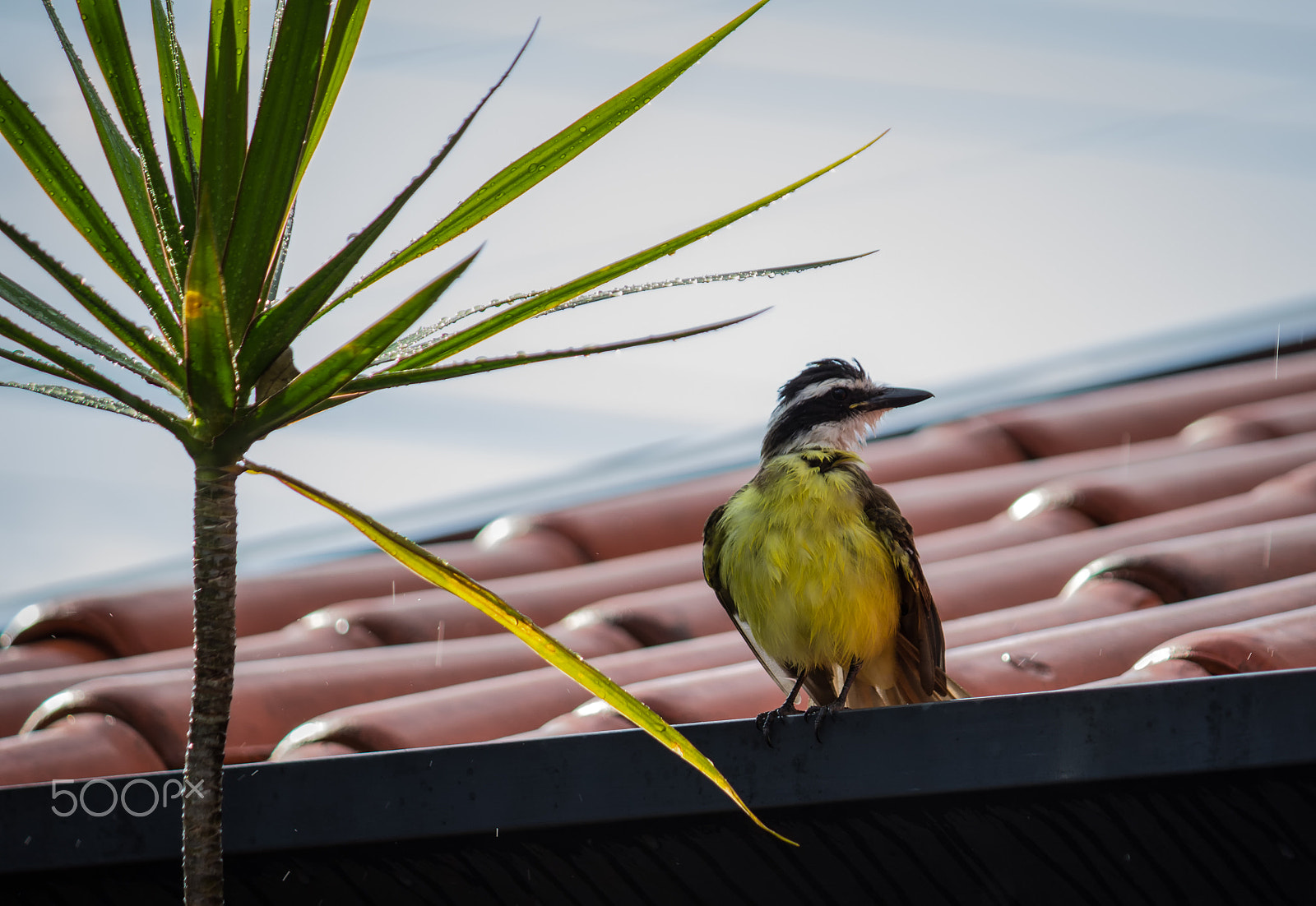 Canon EF-S 55-250mm F4-5.6 IS II sample photo. Bem-te-vi photography