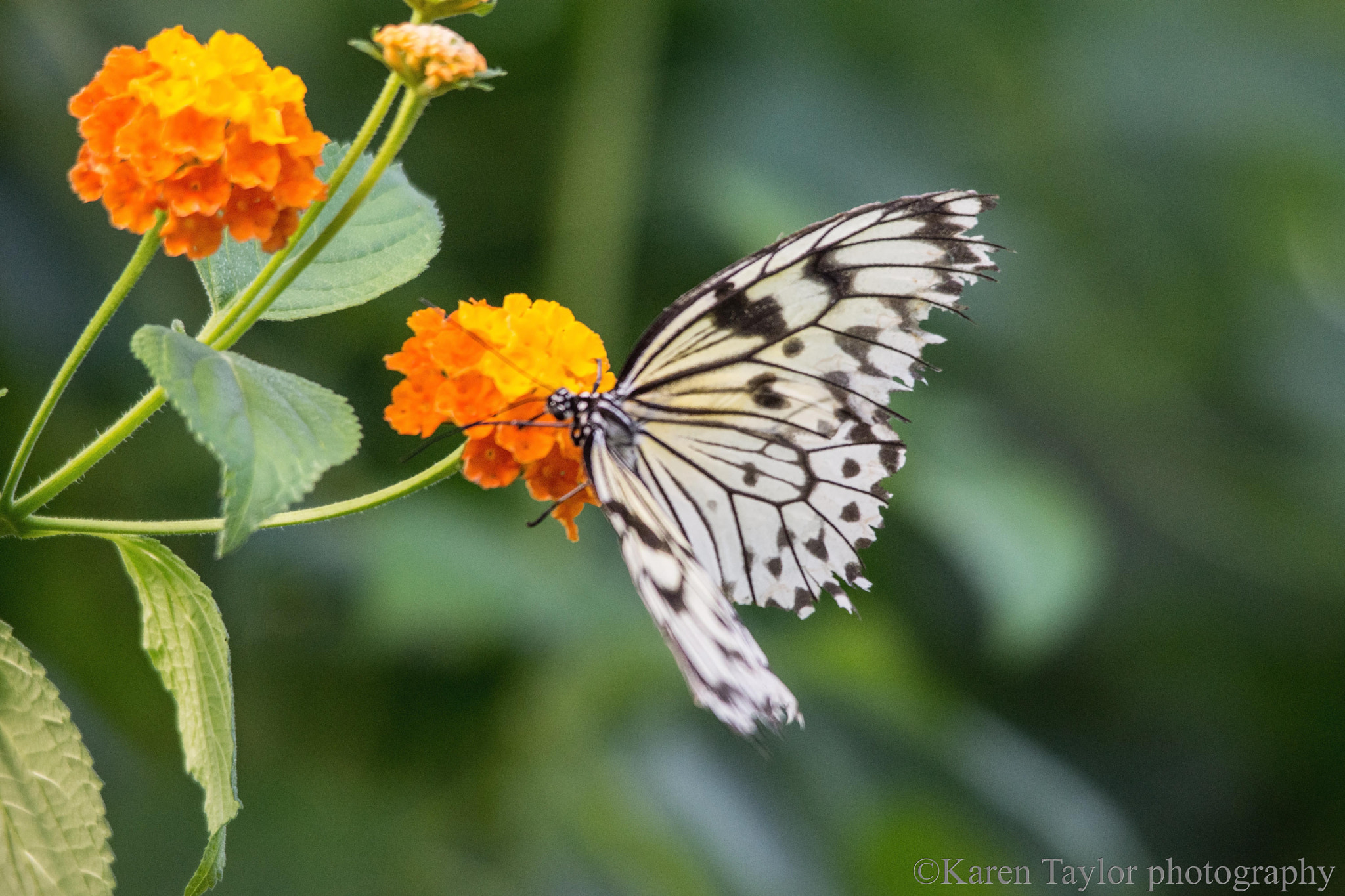 Nikon D7200 sample photo. Butterfly photography