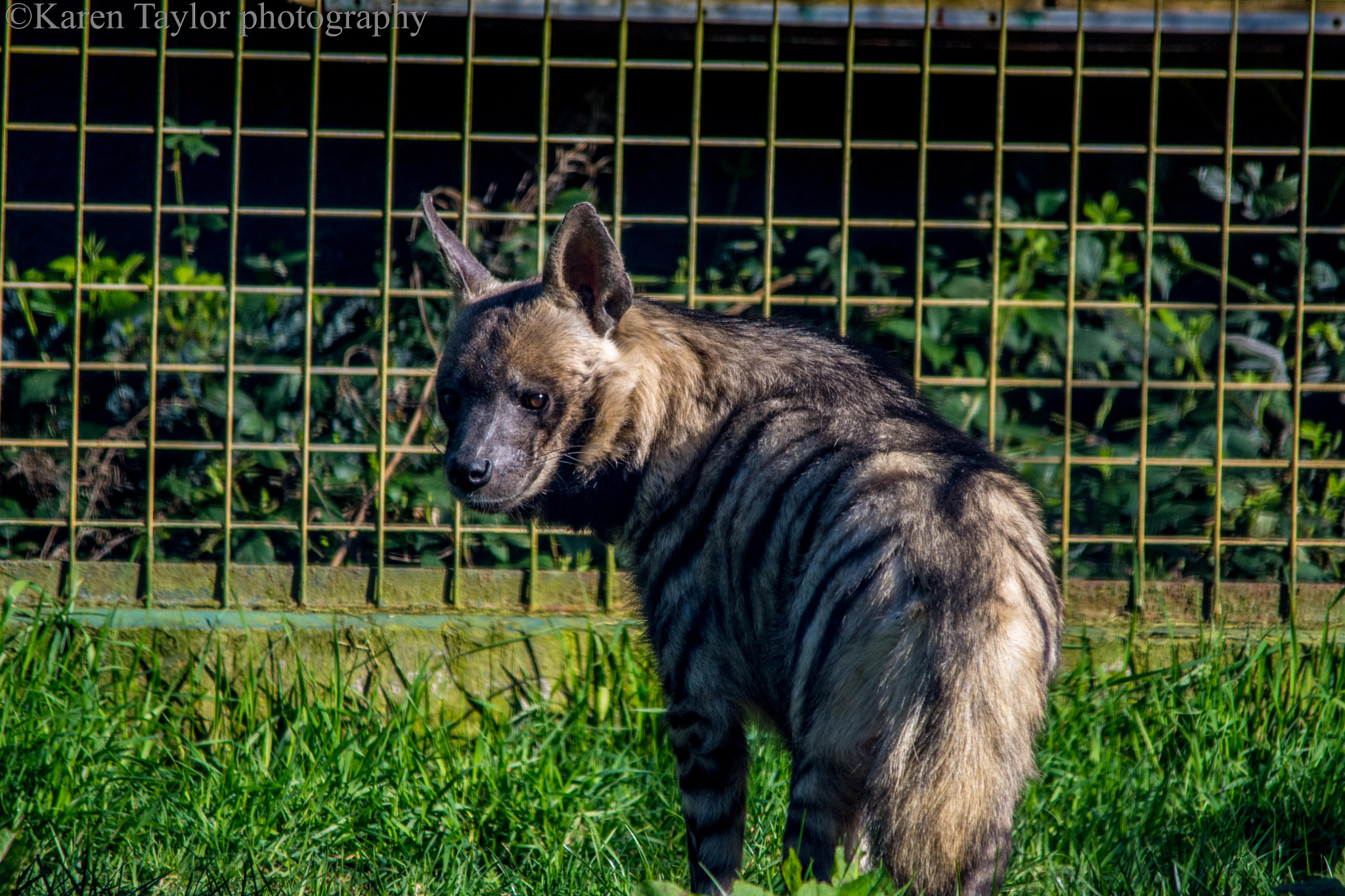 Sigma 150-500mm F5-6.3 DG OS HSM sample photo. Hyena photography