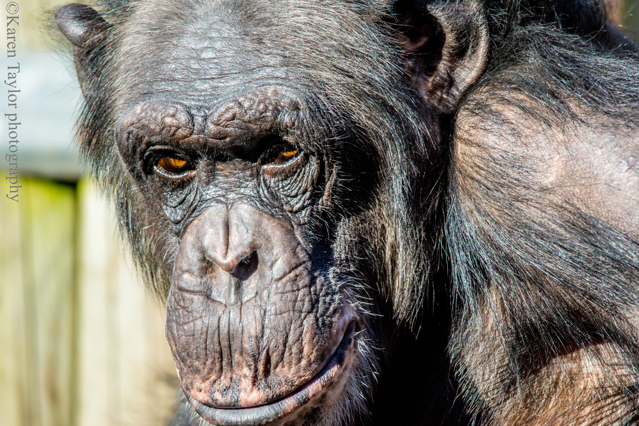 Nikon D7200 sample photo. Chimp photography