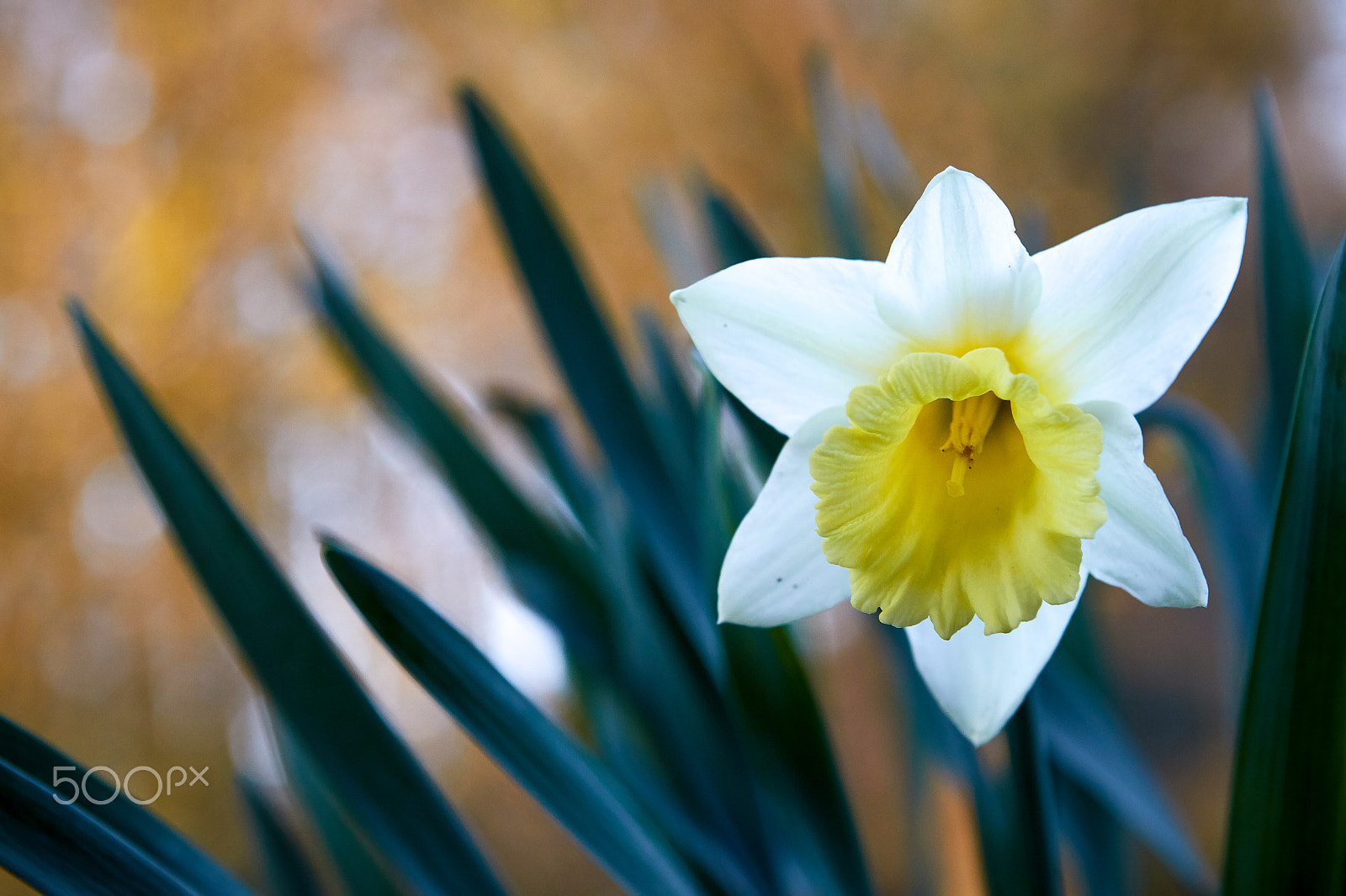 Canon EF 24-70mm F2.8L USM sample photo. Narcissus poeticus photography