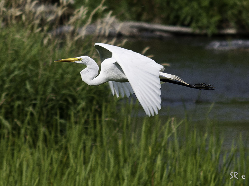 Nikon D300 + AF Zoom-Nikkor 75-300mm f/4.5-5.6 sample photo. Egret photography