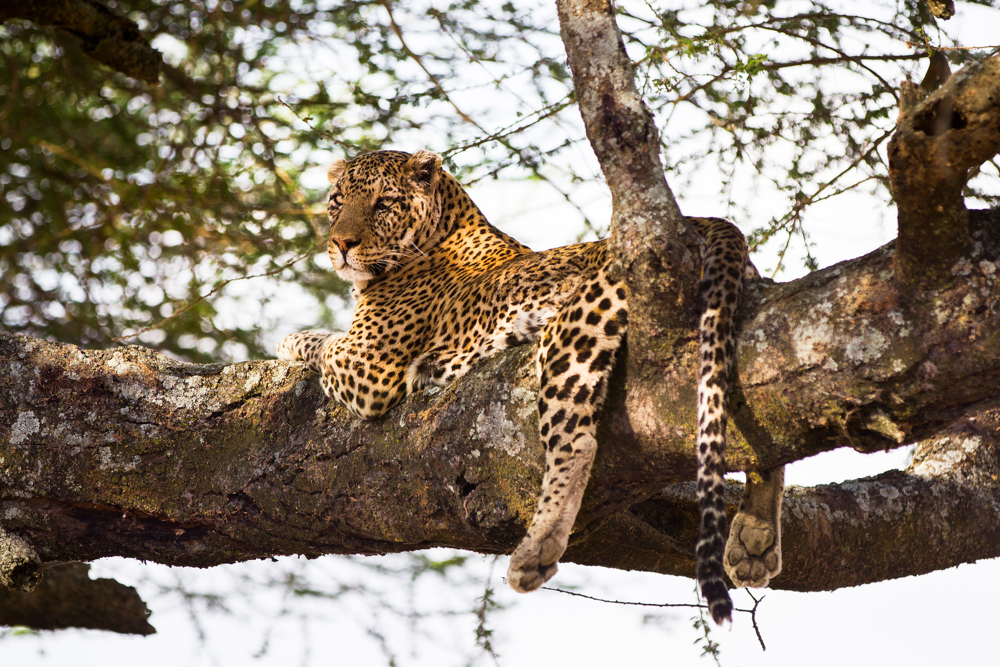 Canon EF 70-200mm F2.8L IS II USM sample photo. Leopard photography