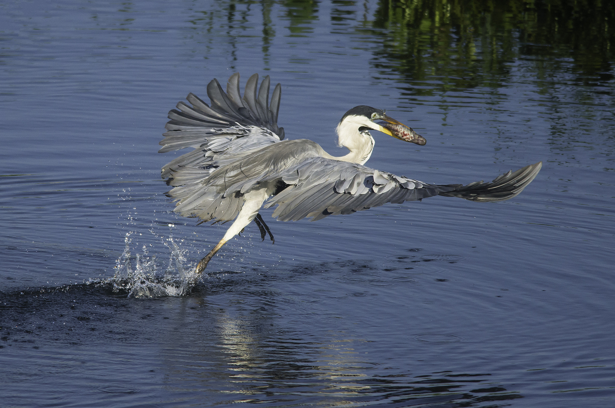 Nikon D600 + Nikon AF-S Nikkor 300mm F4D ED-IF sample photo. Morena ii photography