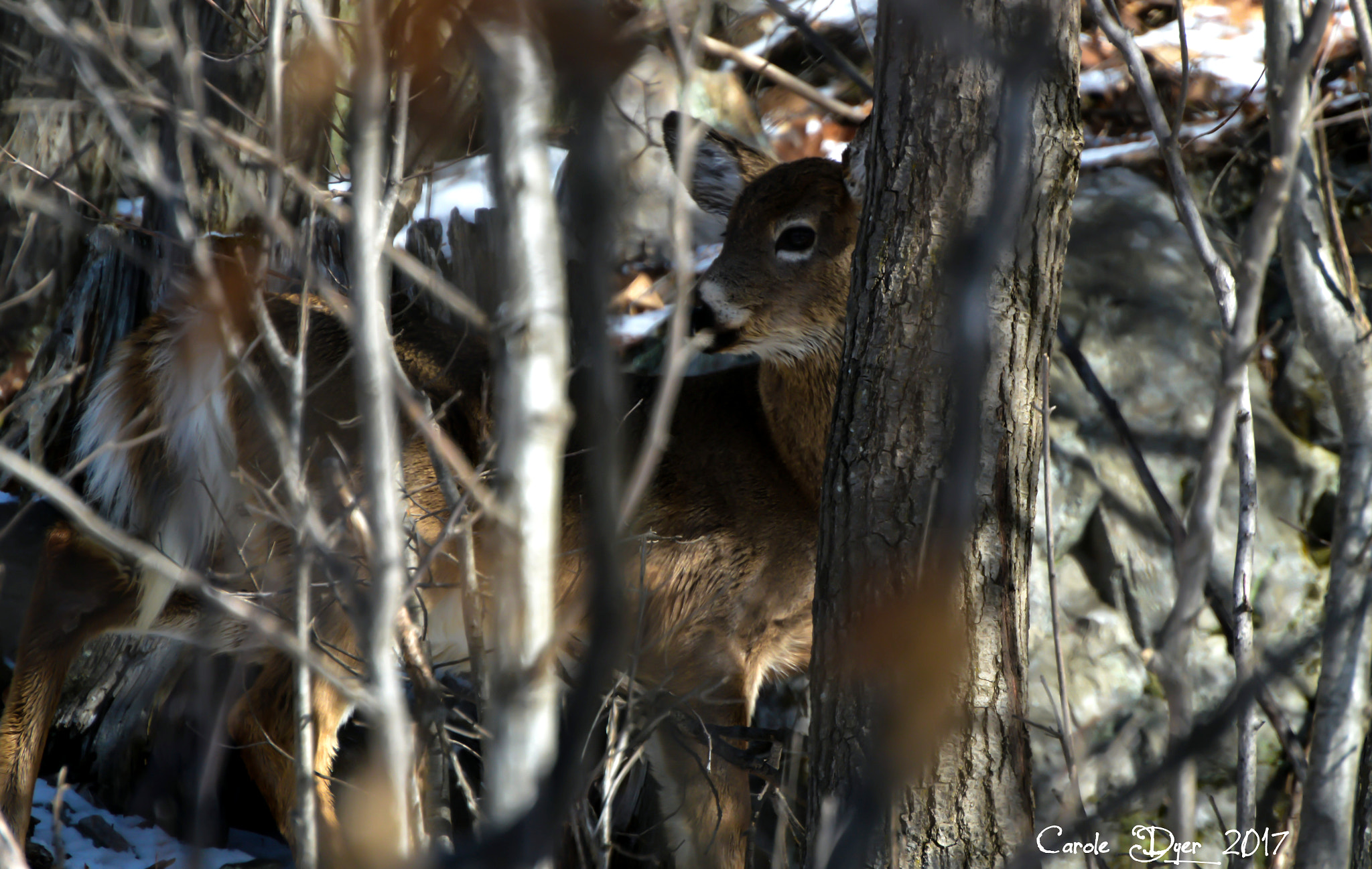 Nikon D3200 sample photo. Camouflage photography