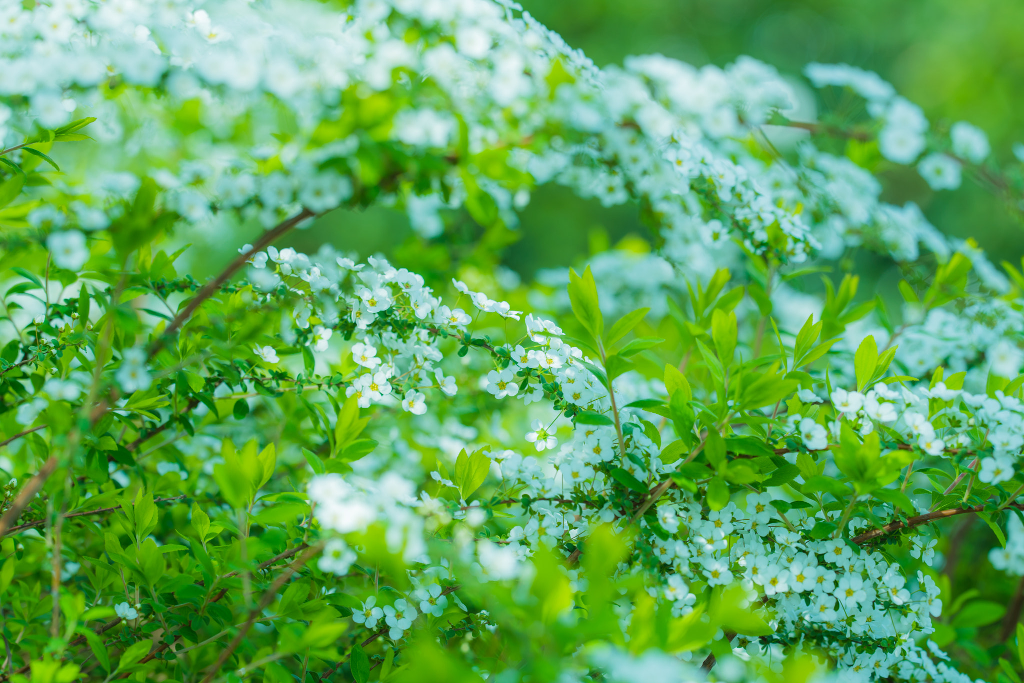 Sigma 150mm F2.8 EX DG OS Macro HSM sample photo. Spiraea photography