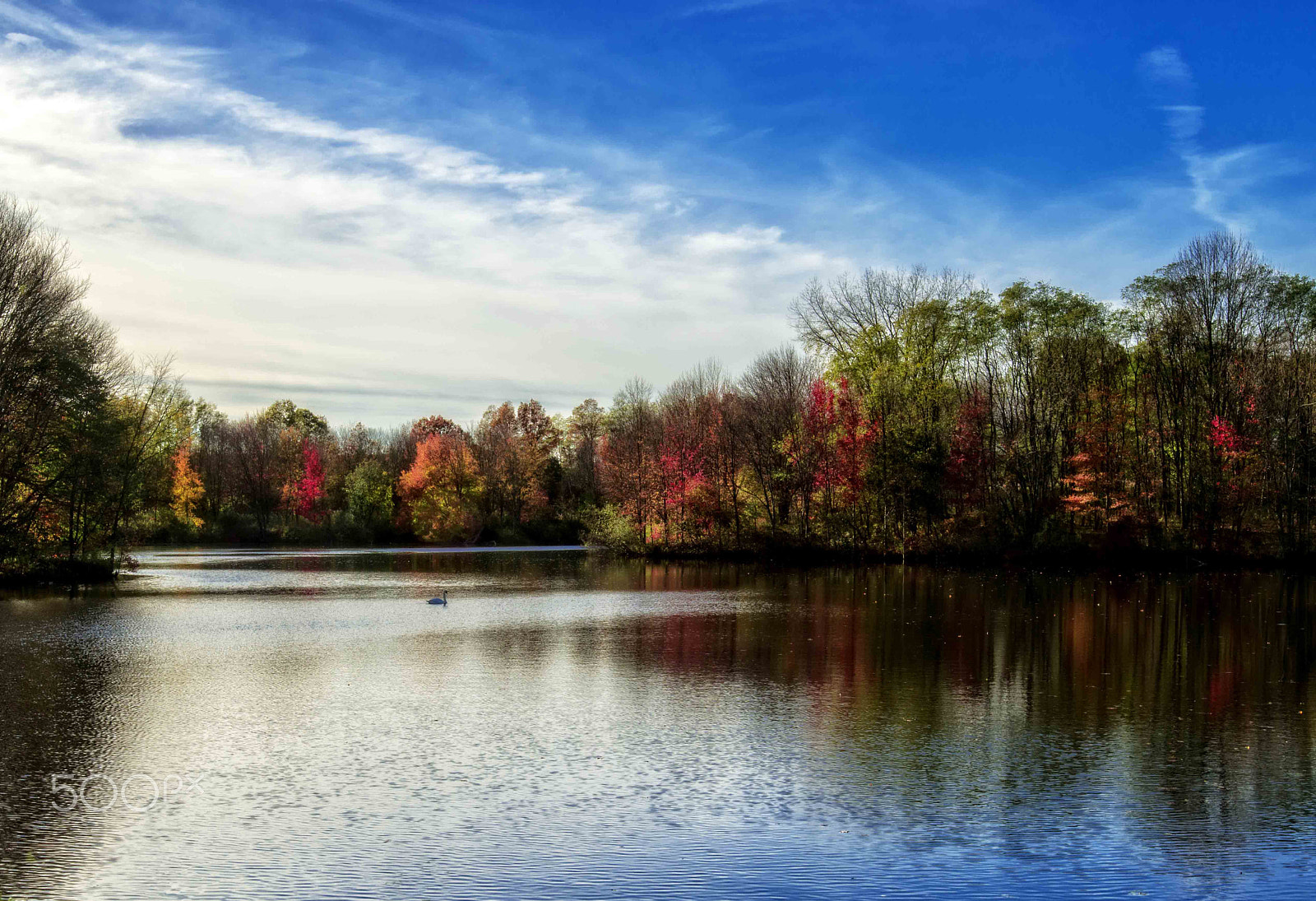 Nikon AF-S Nikkor 16-35mm F4G ED VR sample photo. Single swan in stonybrook x photography