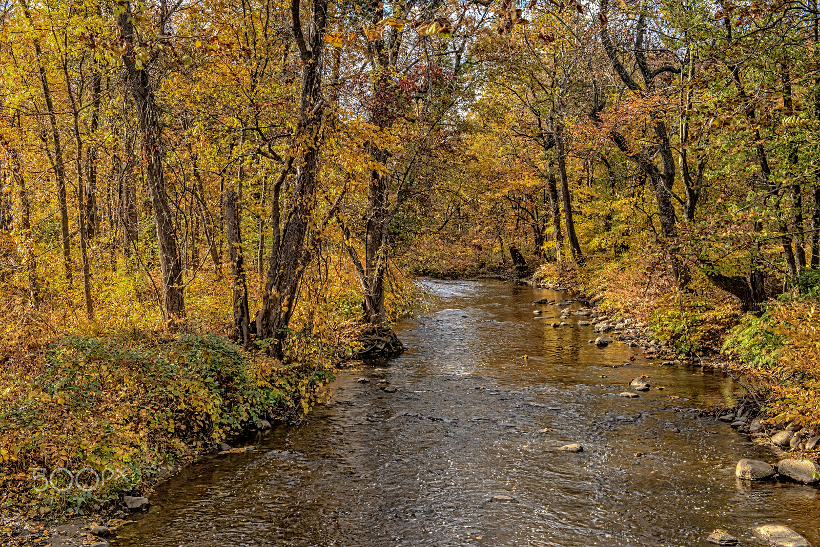 Nikon D800E sample photo. Whippany river in cedar knolls in fall photography