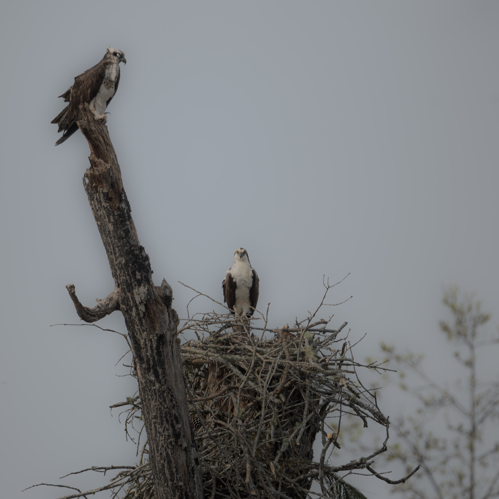 Nikon D500 sample photo. Ospreys photography