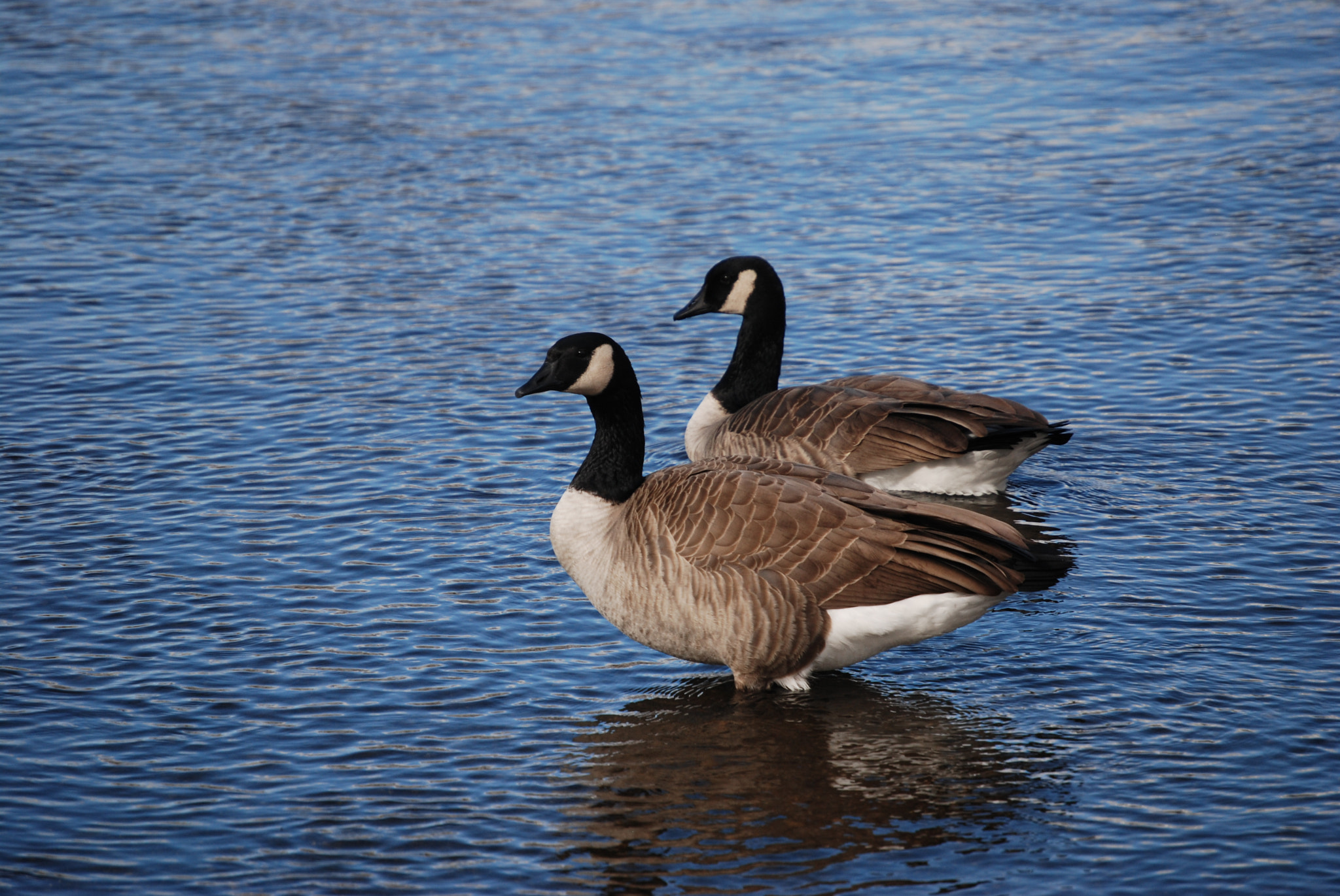 Nikon D80 sample photo. Ducks at truckee river photography