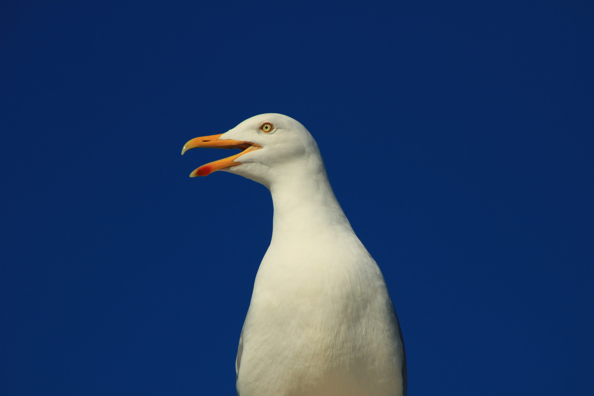 Canon EOS 100D (EOS Rebel SL1 / EOS Kiss X7) + EF75-300mm f/4-5.6 sample photo. Gull open beak photography