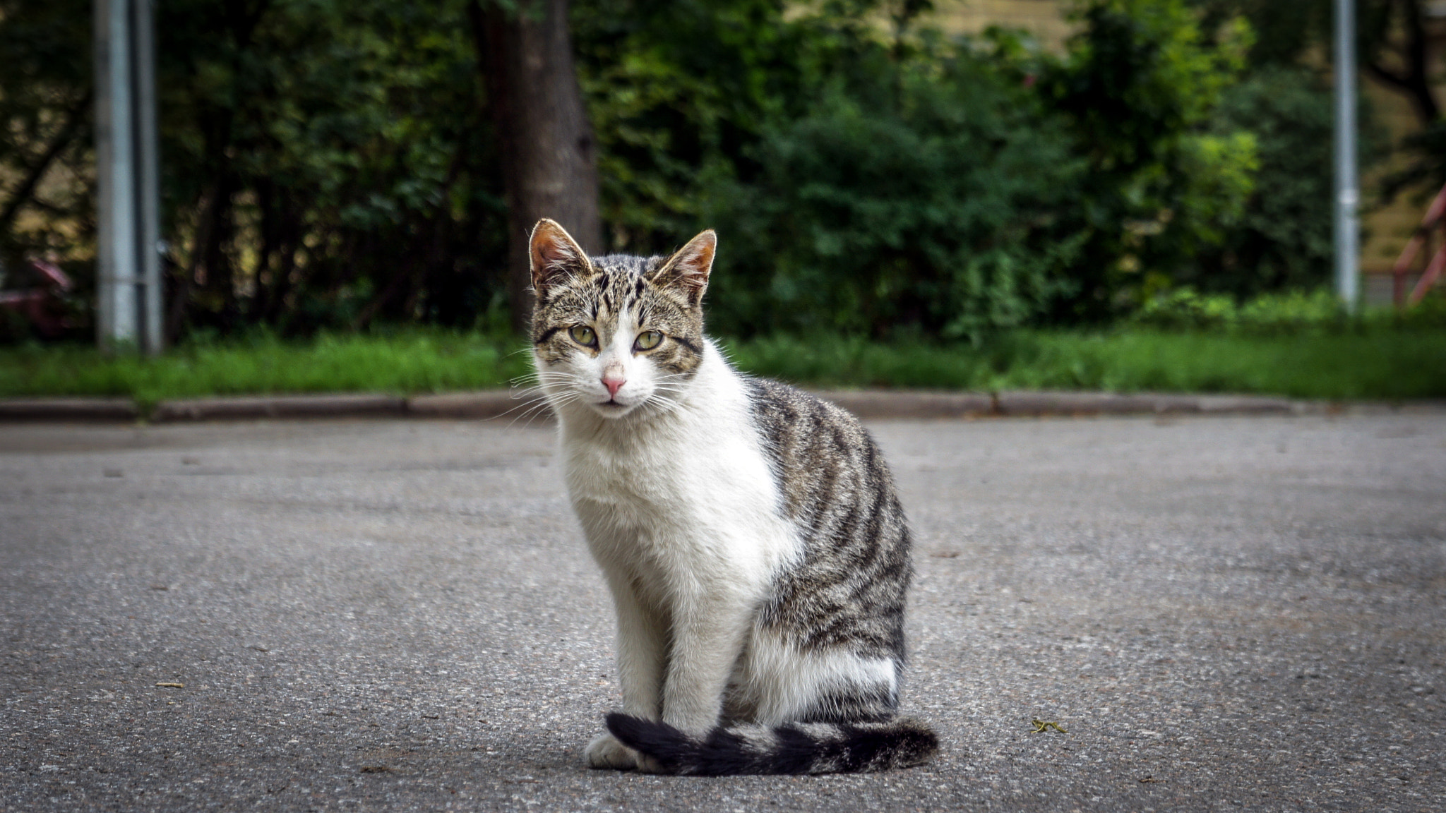 Sony Alpha NEX-3 sample photo. City of cats photography