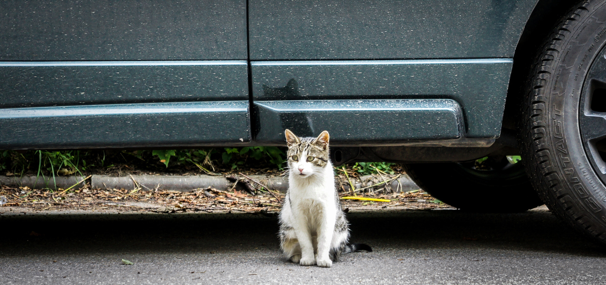 Sony Alpha NEX-3 sample photo. City of cats photography