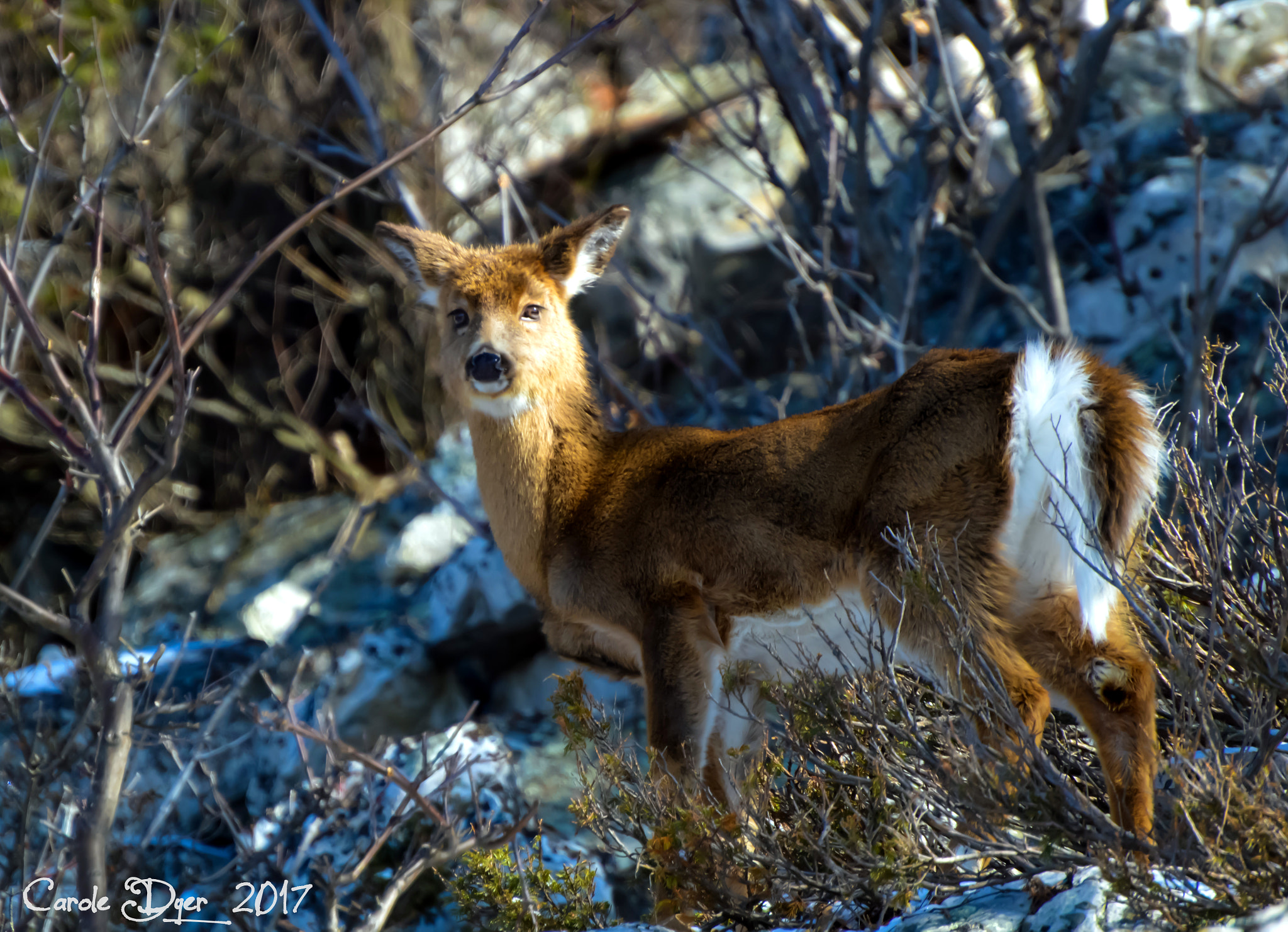 Nikon D3200 sample photo. Lil deer photography